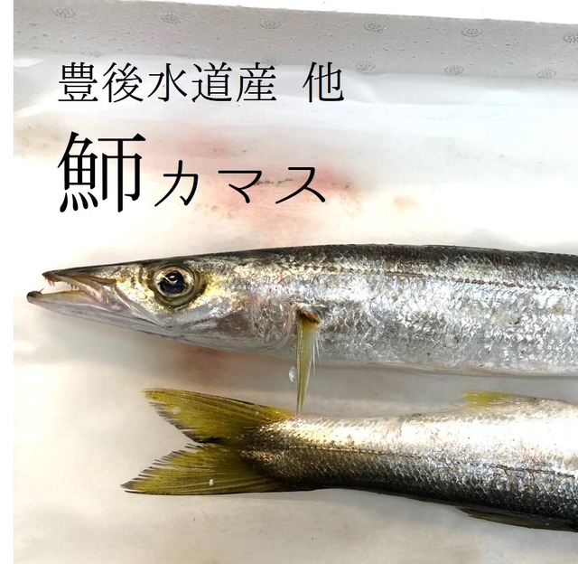 高級カマス 豊後水道産 他 かます 1尾200-300g前後 1キロ【カマス200-300g１K】 冷蔵