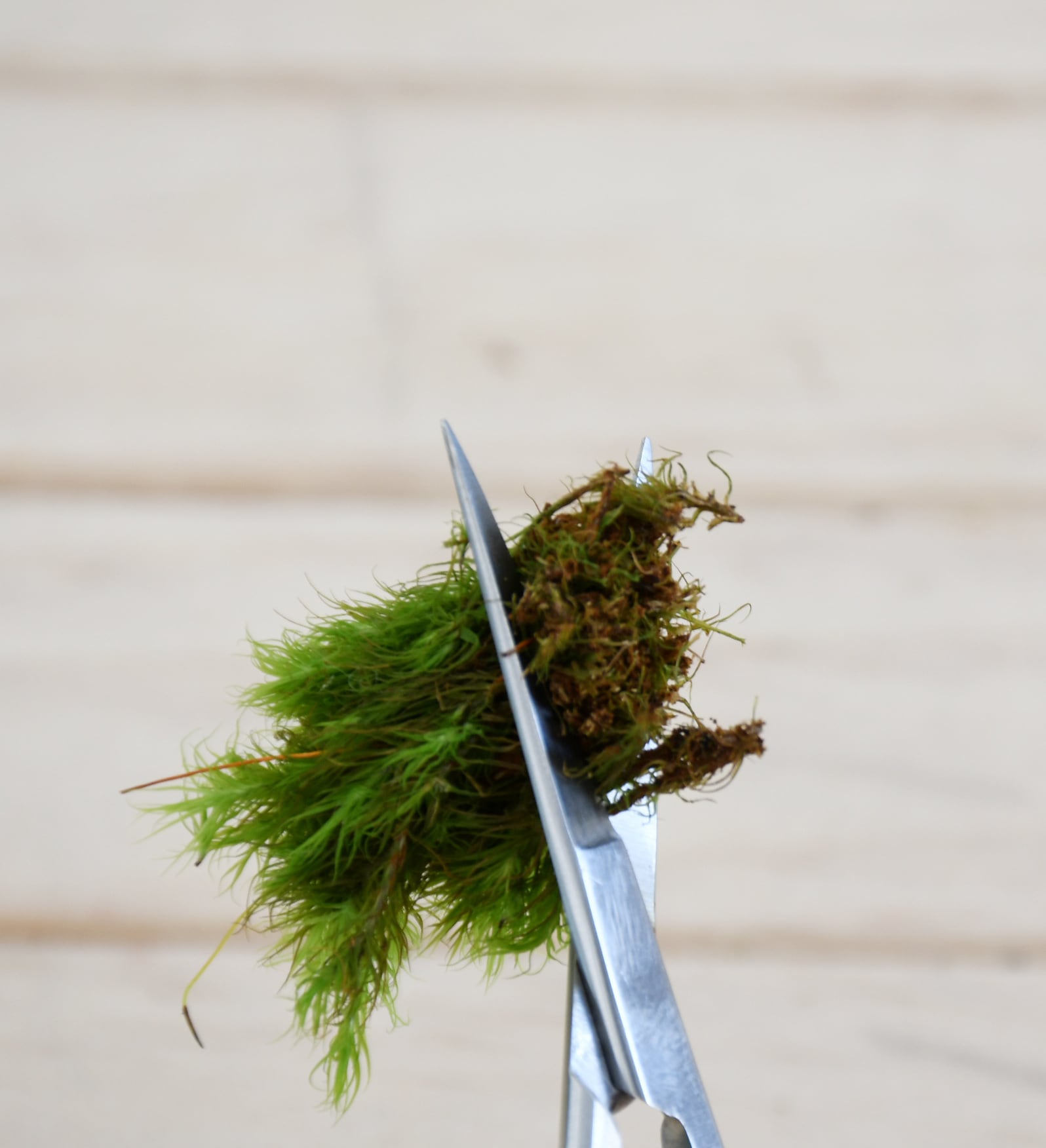 苔テラリウム作製用】ハサミ（直）110mm | 苔テラリウム専門