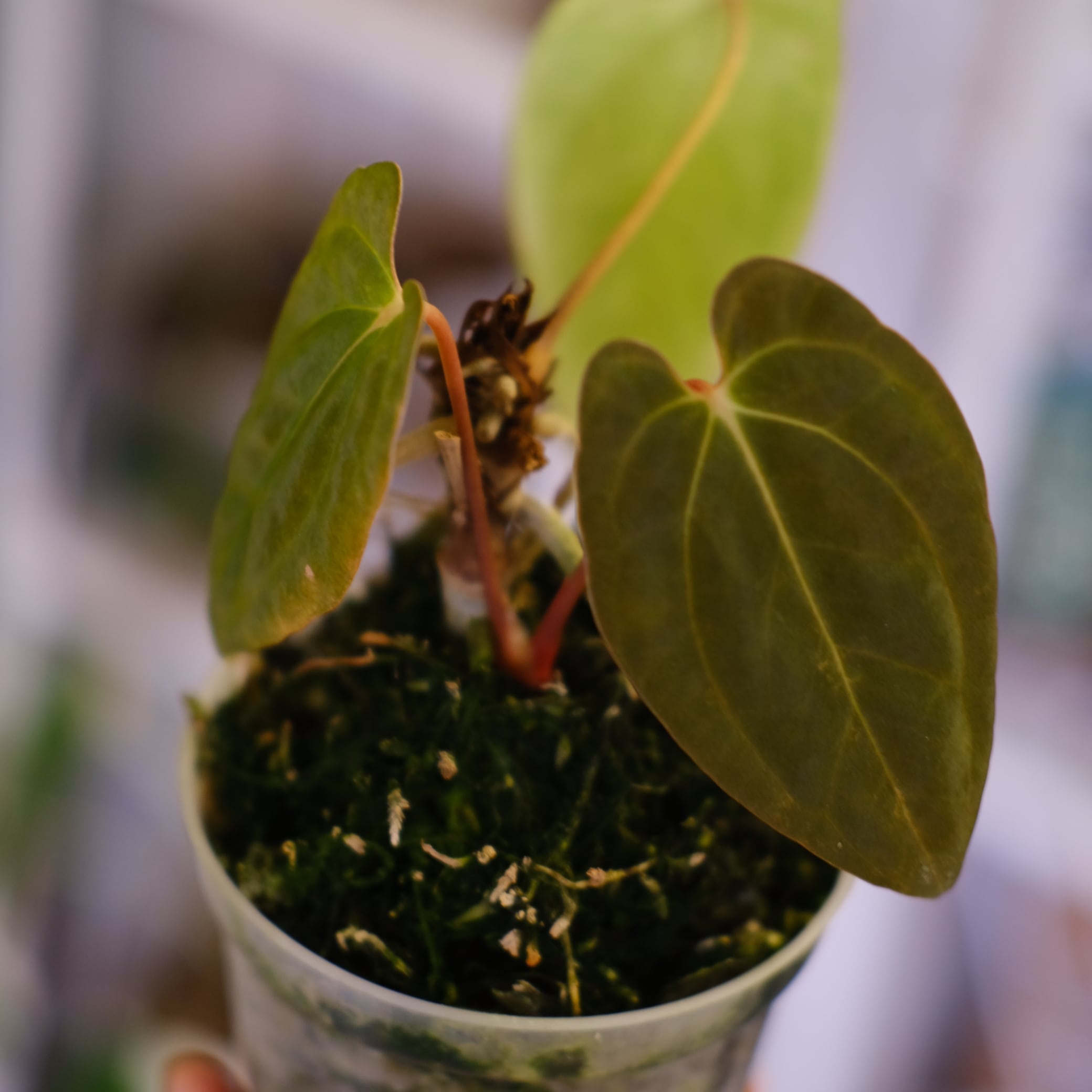 Papillilaminum(Fort Sherman) × Anthurium King of spades(KOS