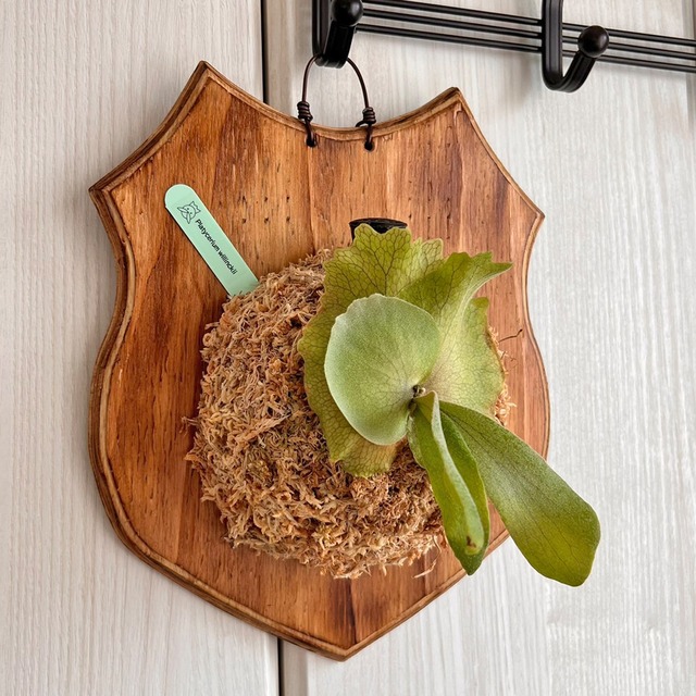 ビカクシダ ウィリンキー 板付 【観葉植物 室内 コウモリラン】