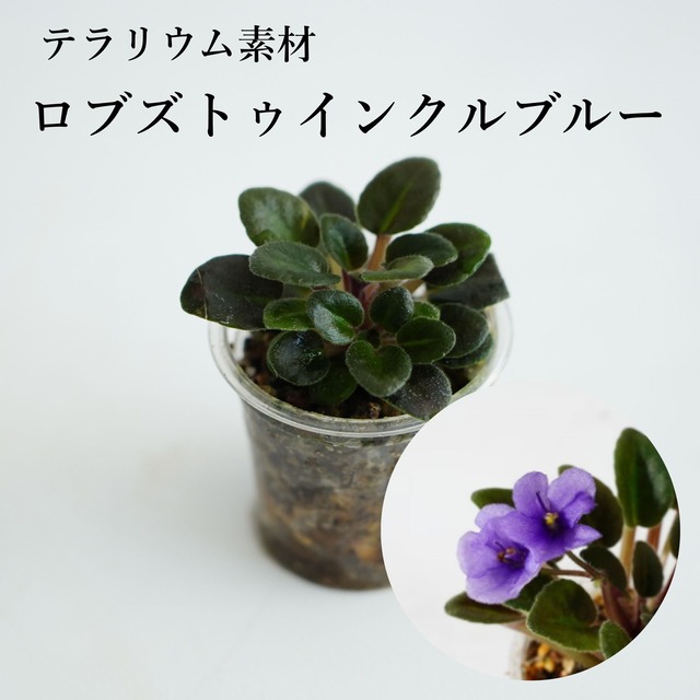 【ミニチュアセントポーリア】ロブズトゥインクルブルー｜テラリウム素材◆Lカップ
