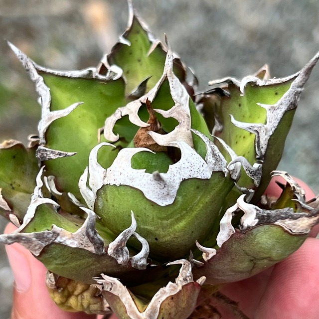 Agave titanota 紅貓 台湾株