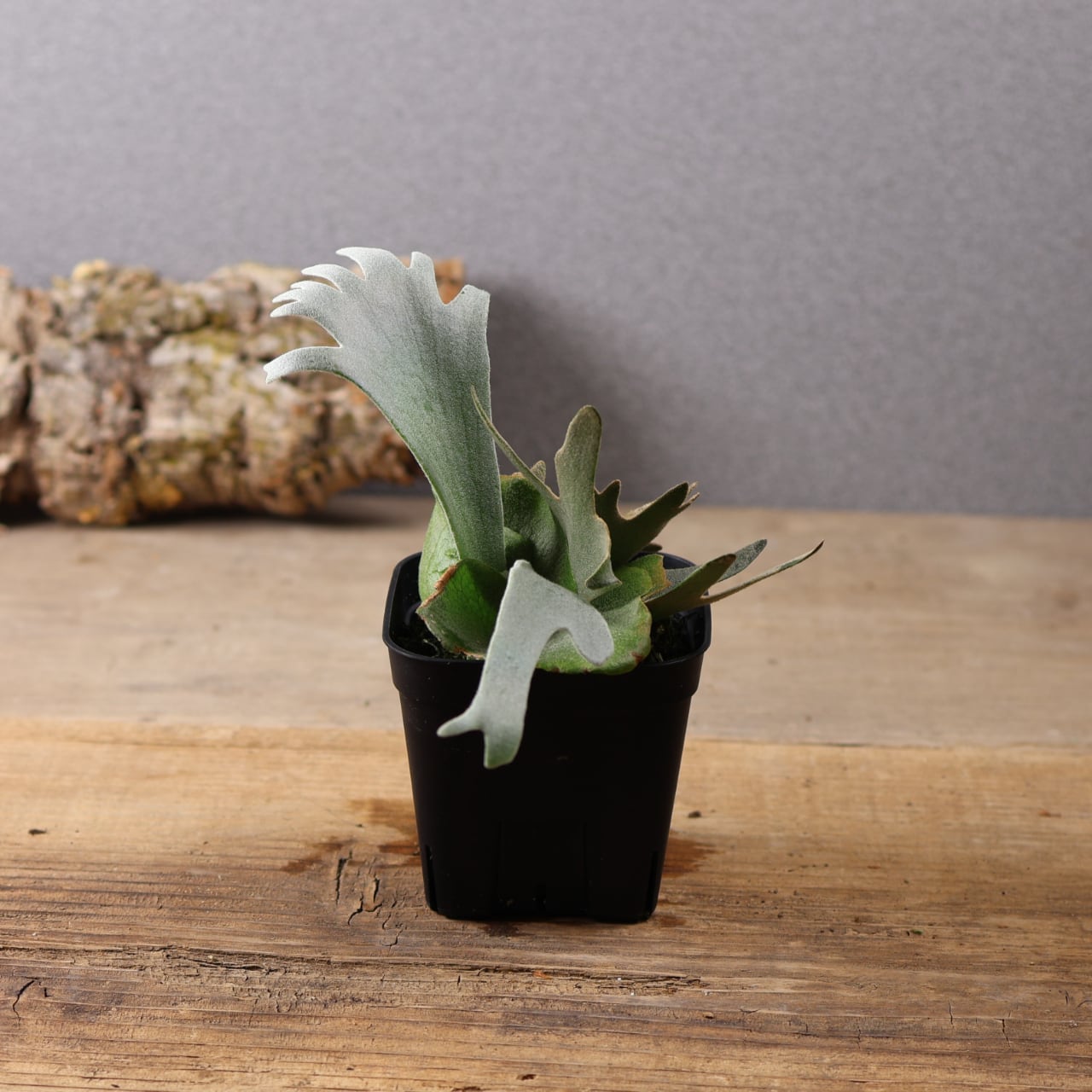 603『ビカクシダ ナノ Nano』 観葉植物【送料無料】 | MARX PLANTS
