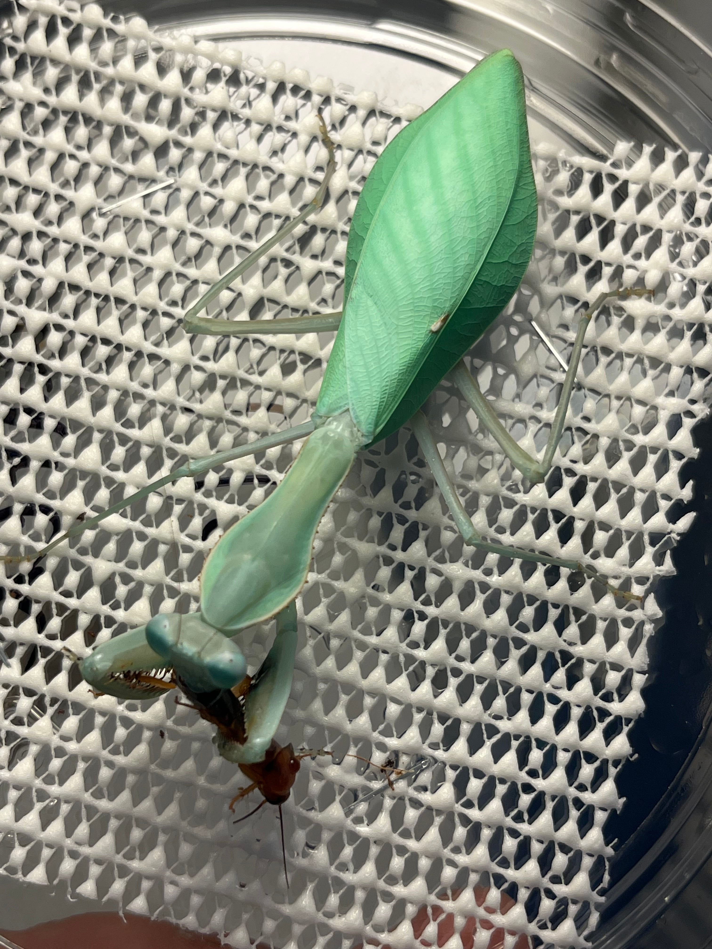 極美翡翠】コンゴグリーンマンティス生体成体♀ カマキリ いきもの大