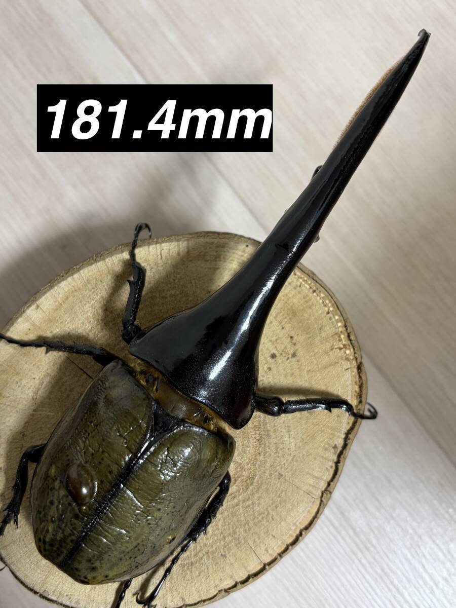 ヘラクレスオオカブト ♂167mm 《AOH 65 1st》同腹181.4mm羽化