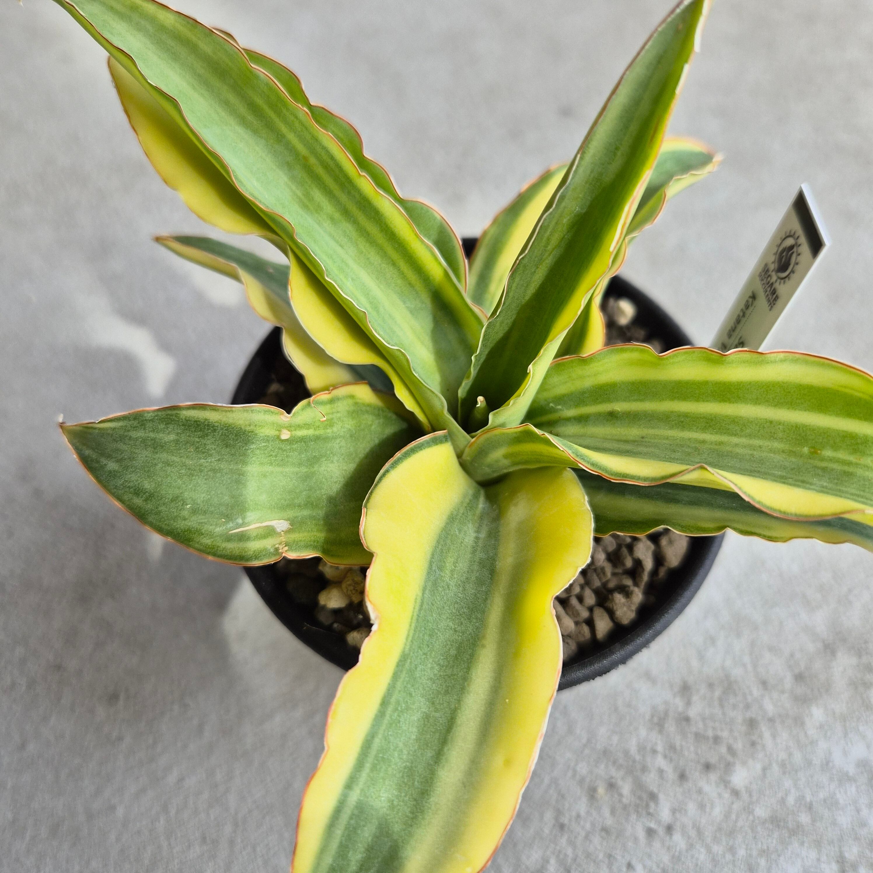 サンスベリア・カタナ 斑入り（Sansevieria Katana Variegated