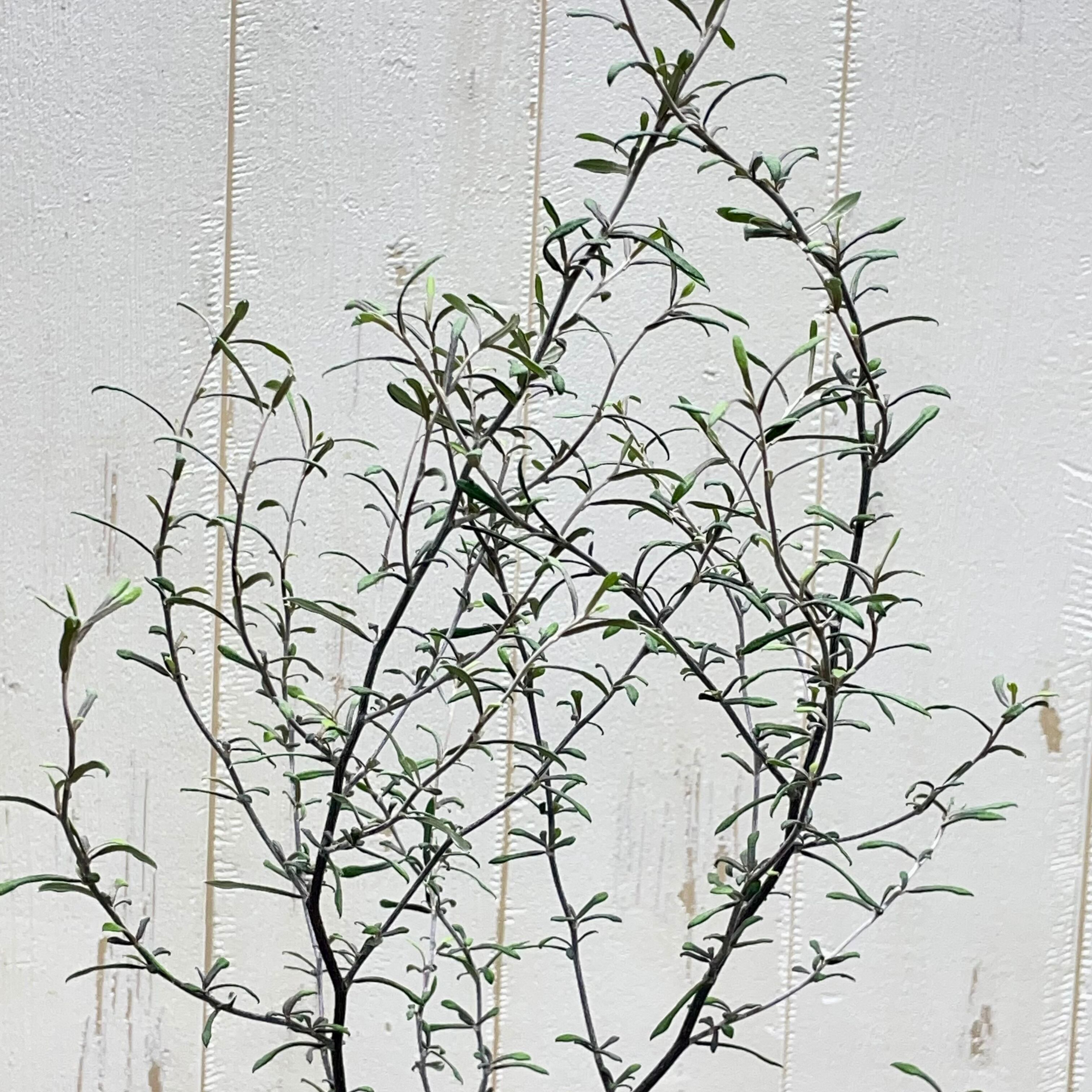 2株植え コロキア マオリシルバー 4号鉢 | PLANTS SHOP OLIVE