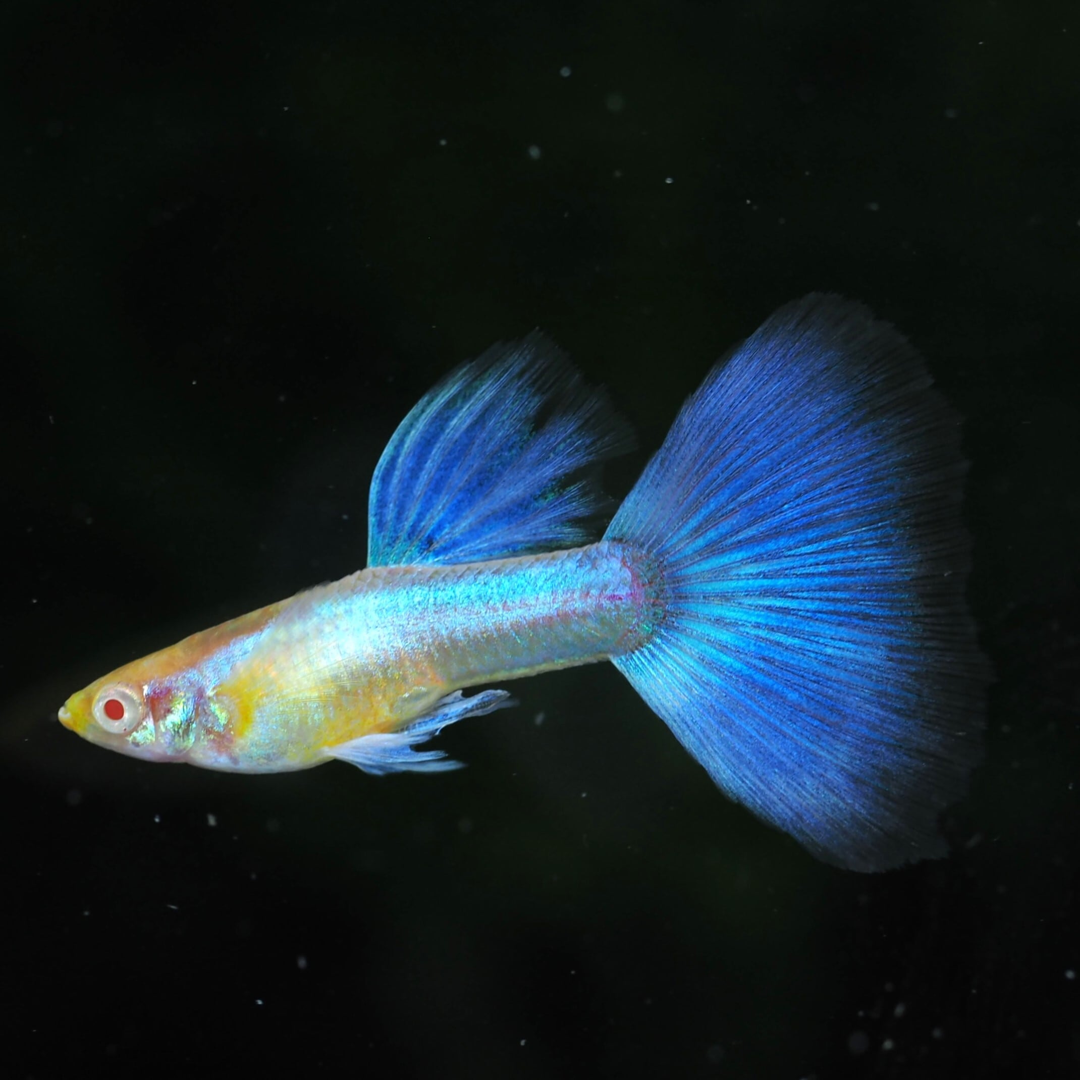 グッピー　10✖️2 NO.1 GUPPY | 伊豆グッピーファーム