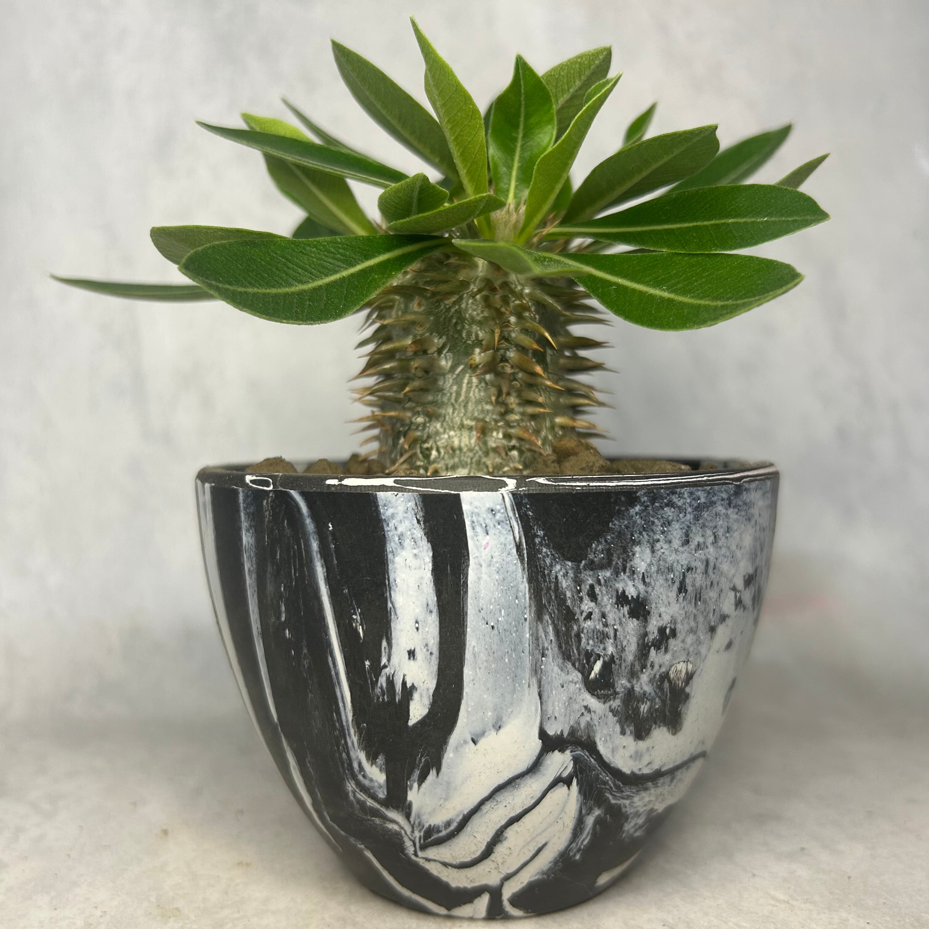 アデニウム アラビカム モンスター 4号 塊根植物 コーデックス A30604