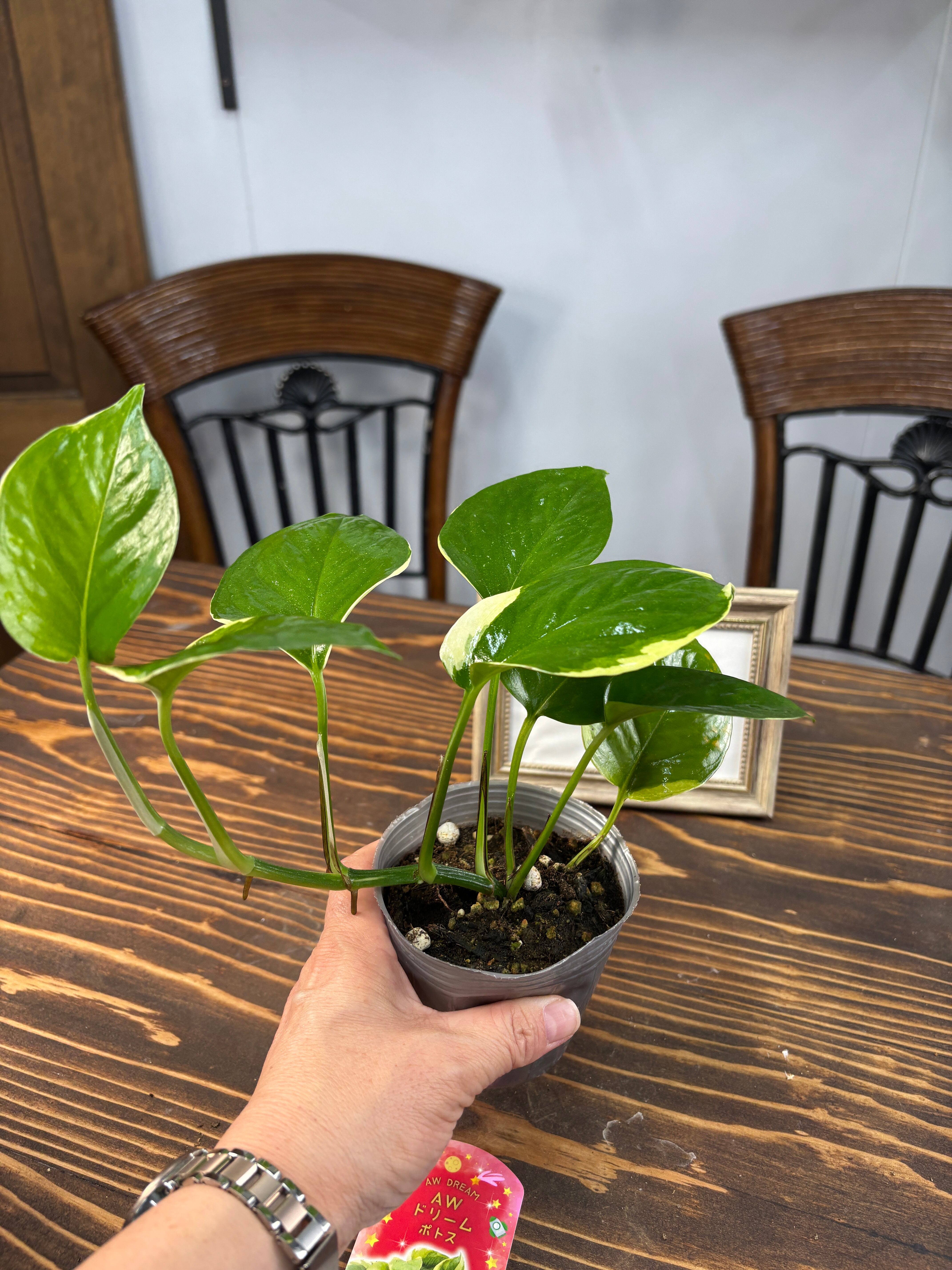 ポトス　AWドリーム ポトス：AWドリーム 3号ポット の通販 | 園芸ネット