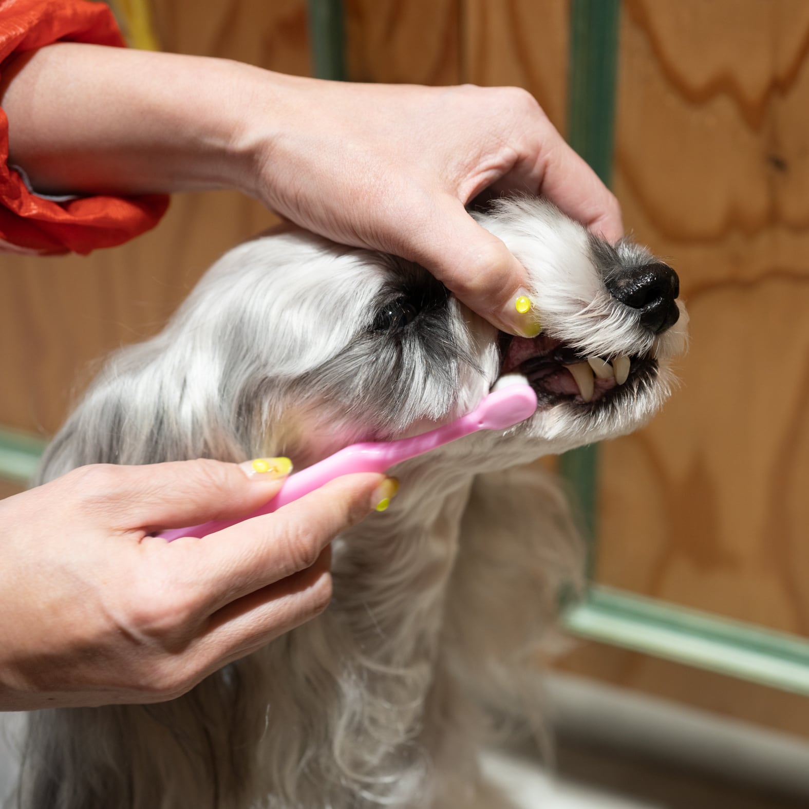 sensitiv IV ホワイト・ピンクモデル 交換用パッド付き 採血静注