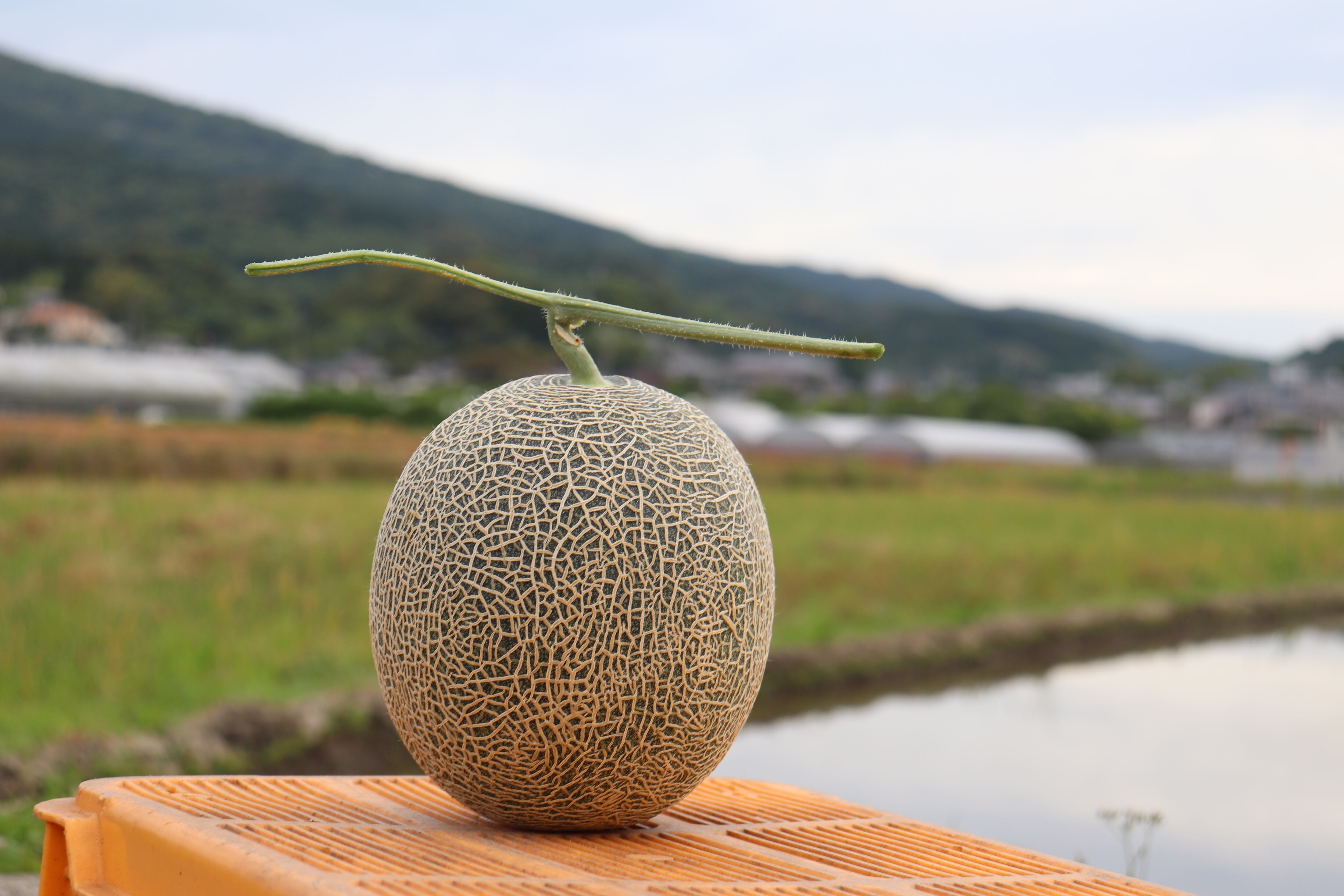 山田農園 琴海横綱メロン【6L】 | Pay ID