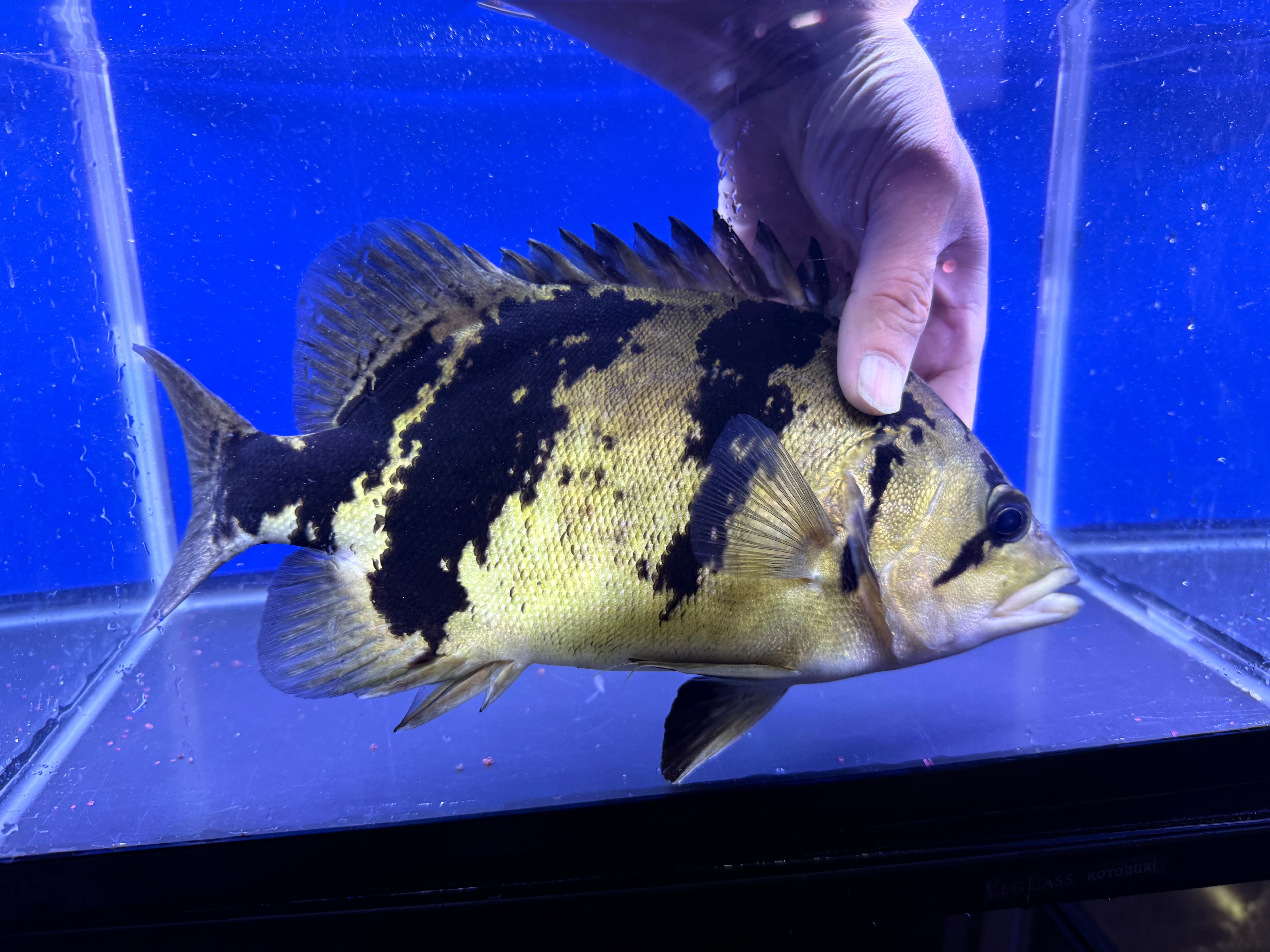 C06⑨ ダトニオリアルバンド ゴースト 32㎝前後 おとひめ食べます