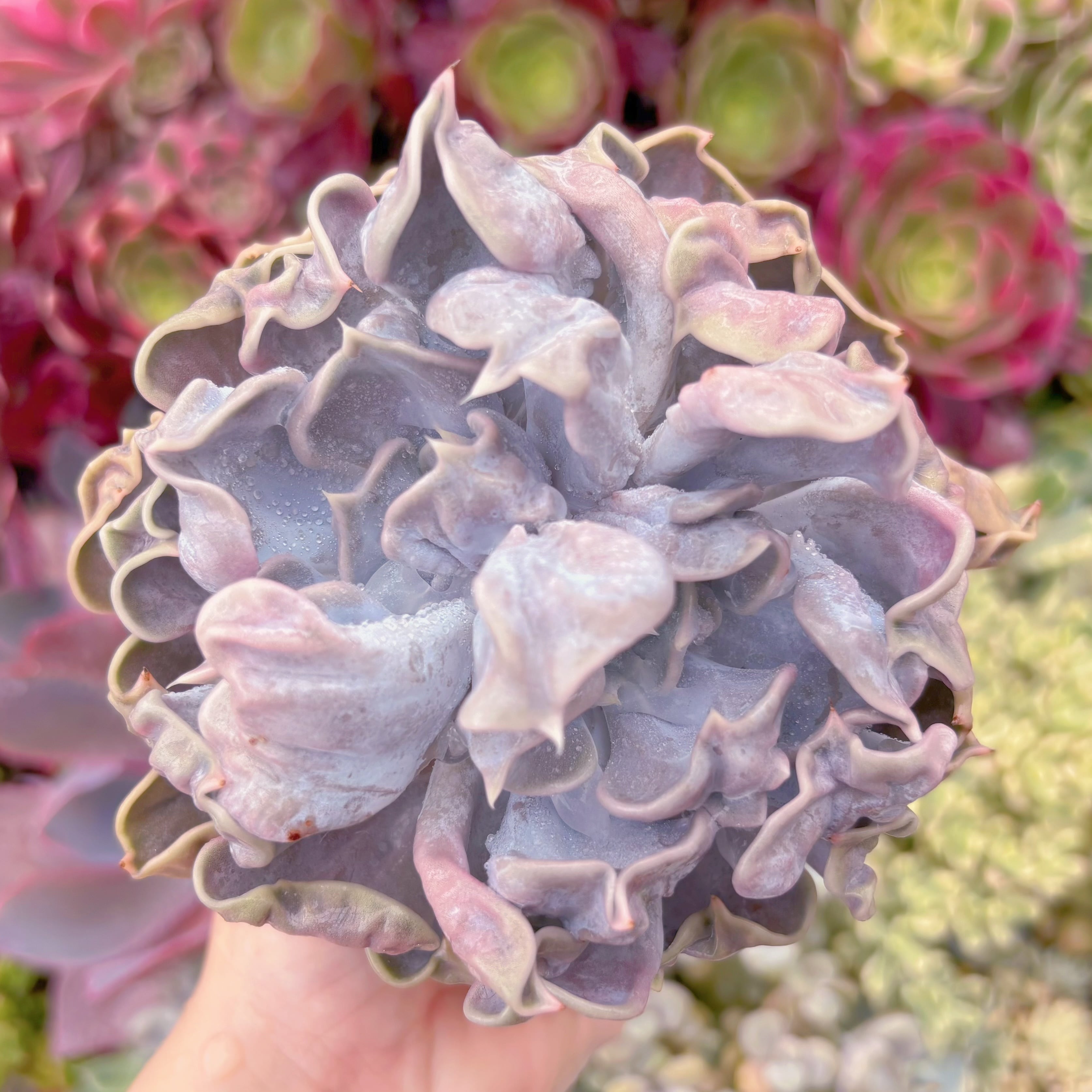 現品　スリラーパール#F099　大苗　るる農園