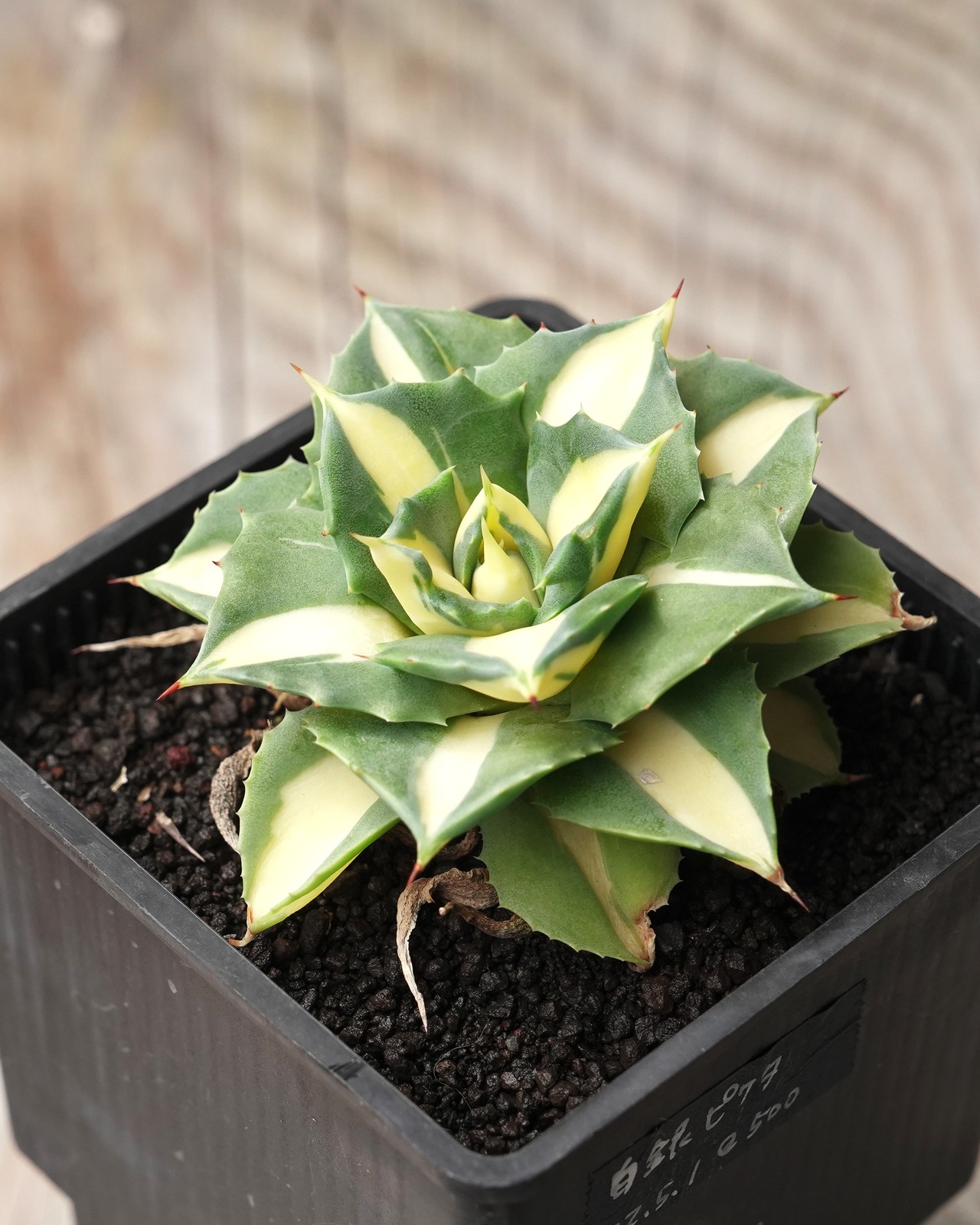 抜き苗 王妃雷神白中斑 Agave potatorum 'Ouhi Raijin Nisiki'