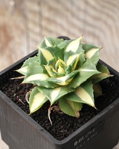 抜き苗 王妃雷神白中斑 Agave potatorum 'Ouhi Raijin Nisiki'