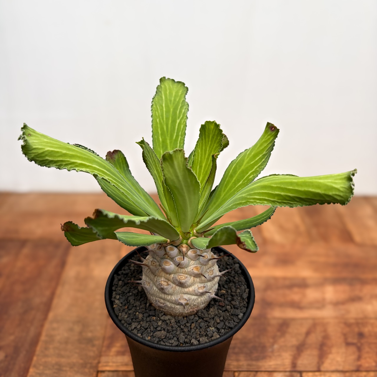 Euphorbia venenifica【ユーフォルビア・ベネニフィカ】