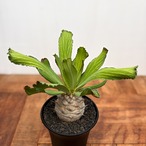Euphorbia venenifica【ユーフォルビア・ベネニフィカ】