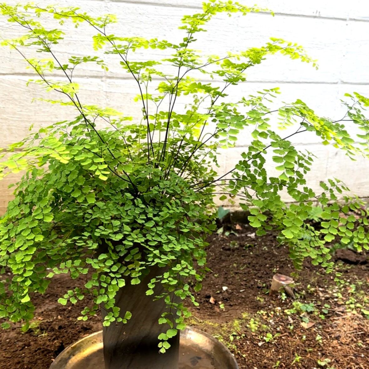 30L 〚植物と一緒に育てる土 