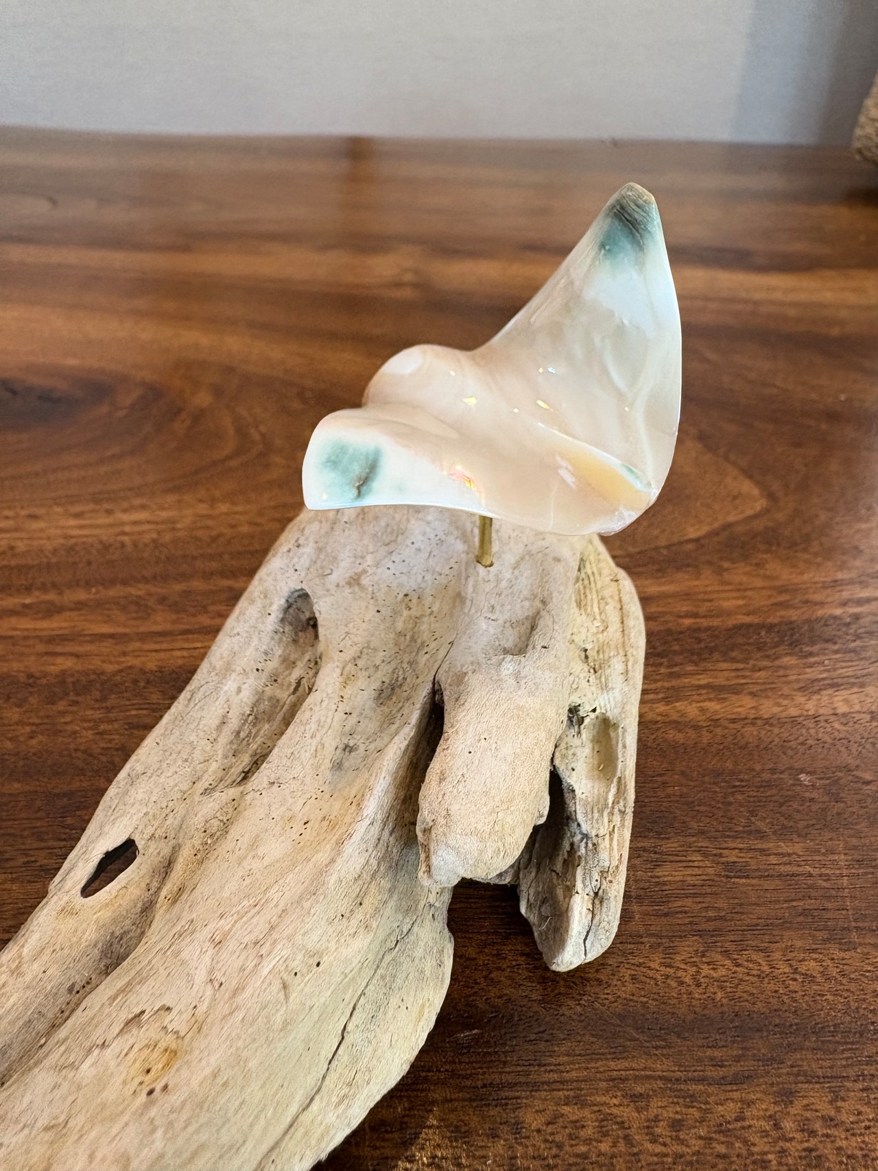 夜光貝マンタのオブジェ　沖縄の思い出に