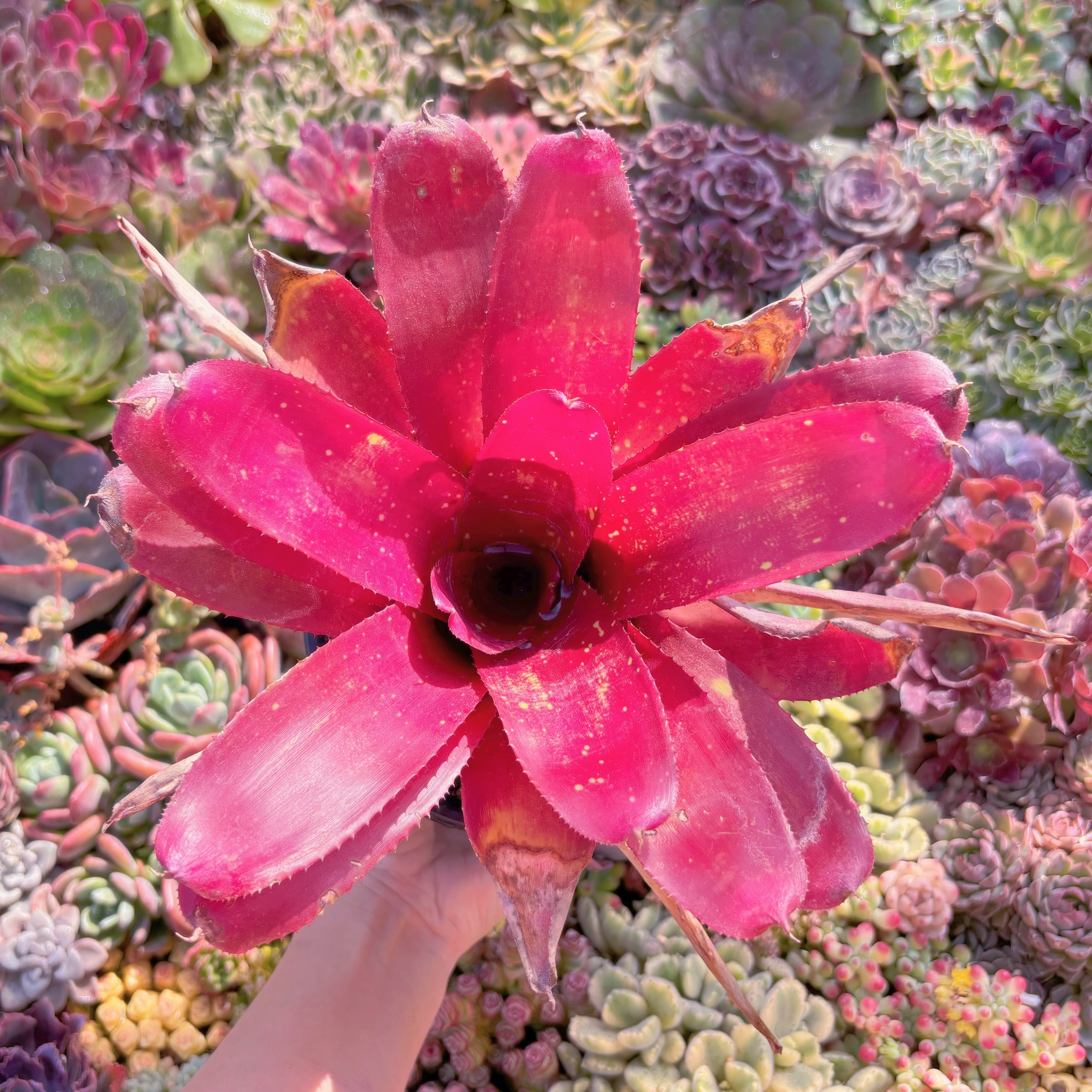 現品　ネオレゲリア#M106　大苗　新入荷　るる農園