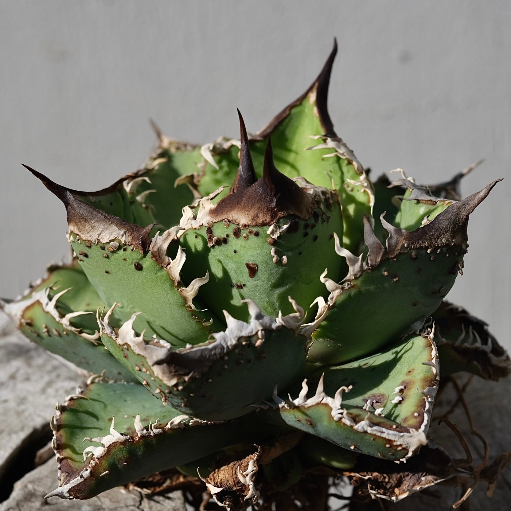 Agave titanota Wabi 麻花（子株）4cm | wabi