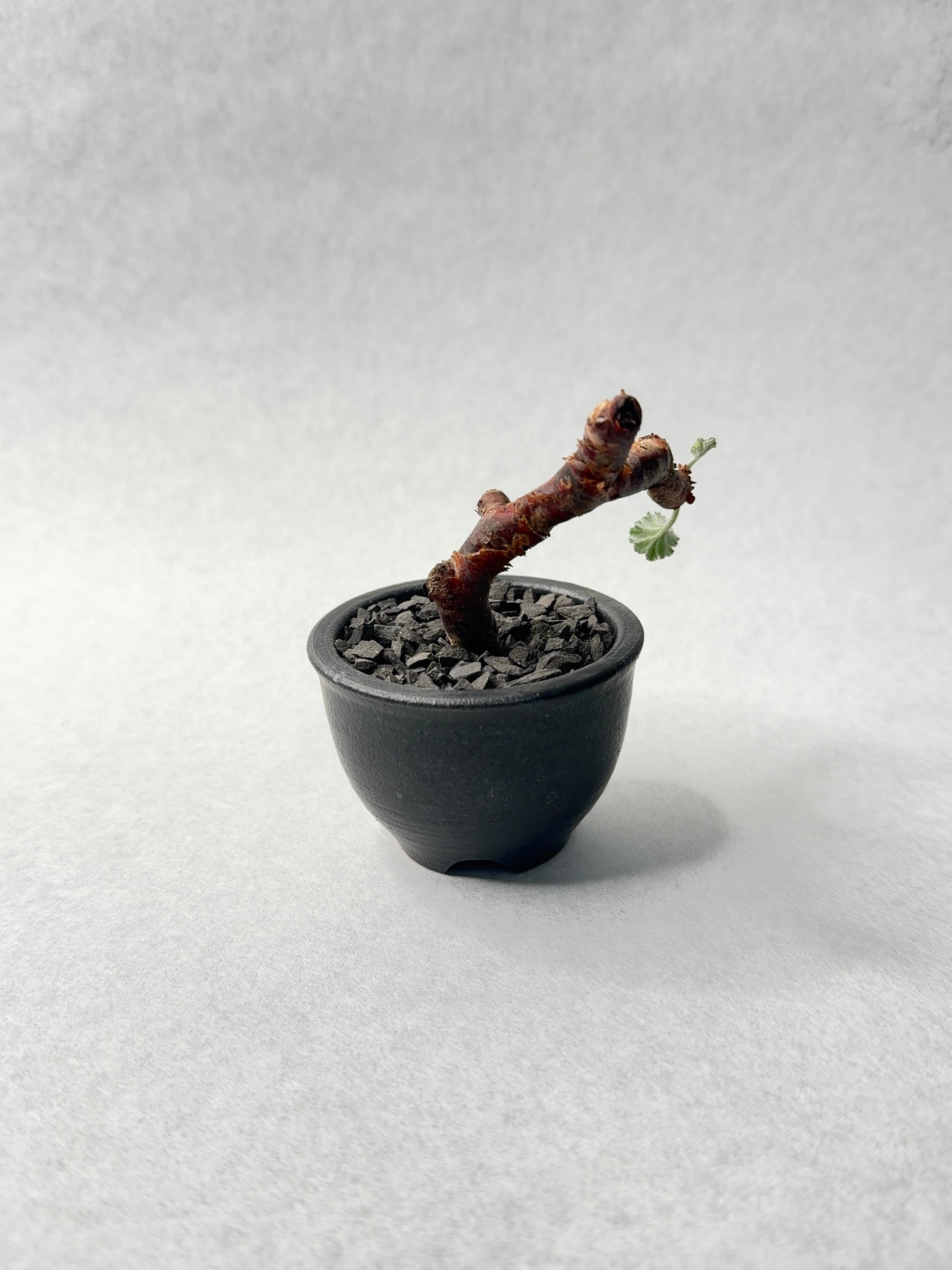 ペラルゴニウム・ミラビレ | trigger