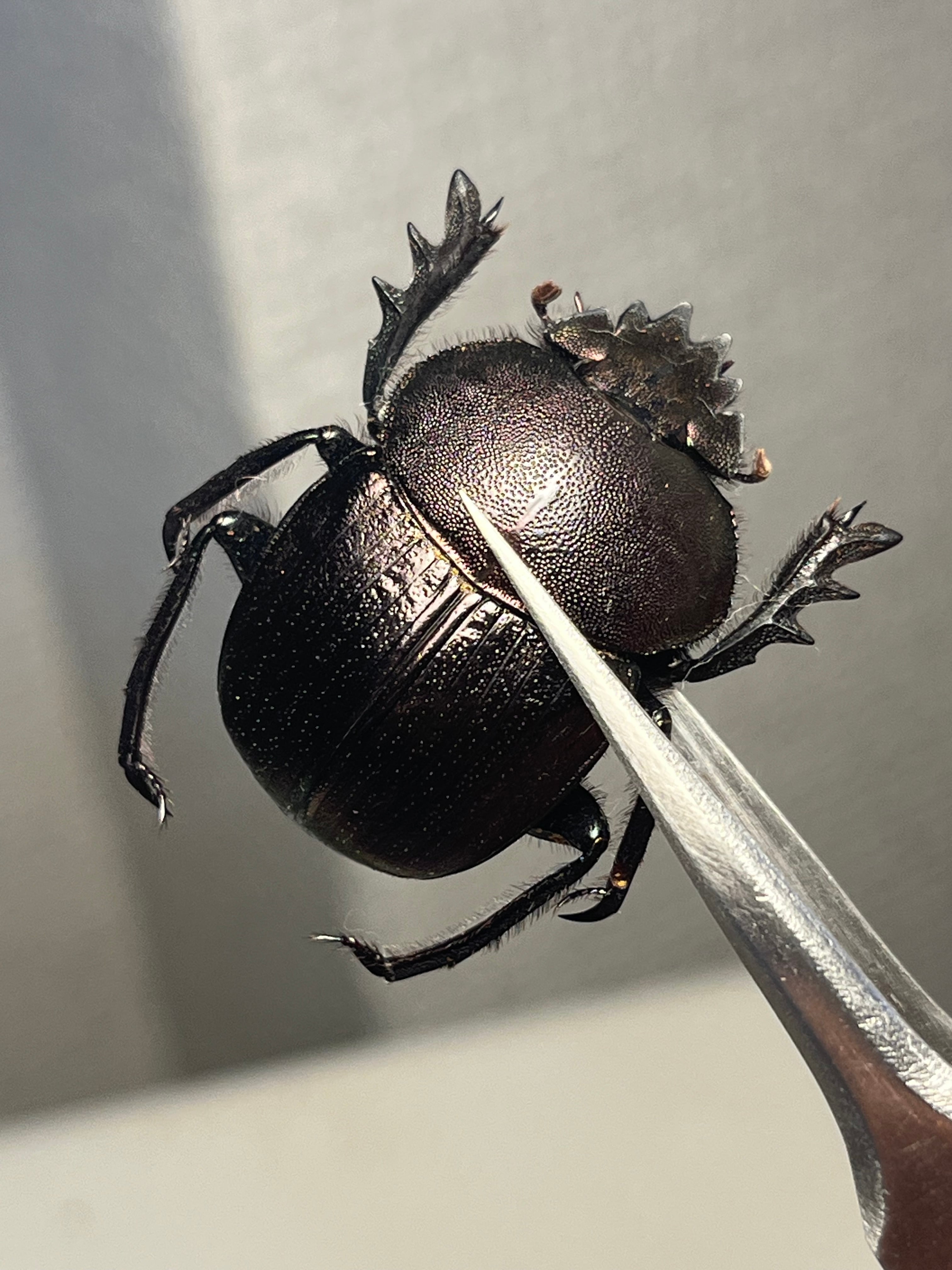 【30mm】アカガネタマオシコガネ ケンランタマオシコガネ 標本 Kepher 30mm】アカガネタマオシコガネ ケンランタマオシコガネ 標本 Kepher