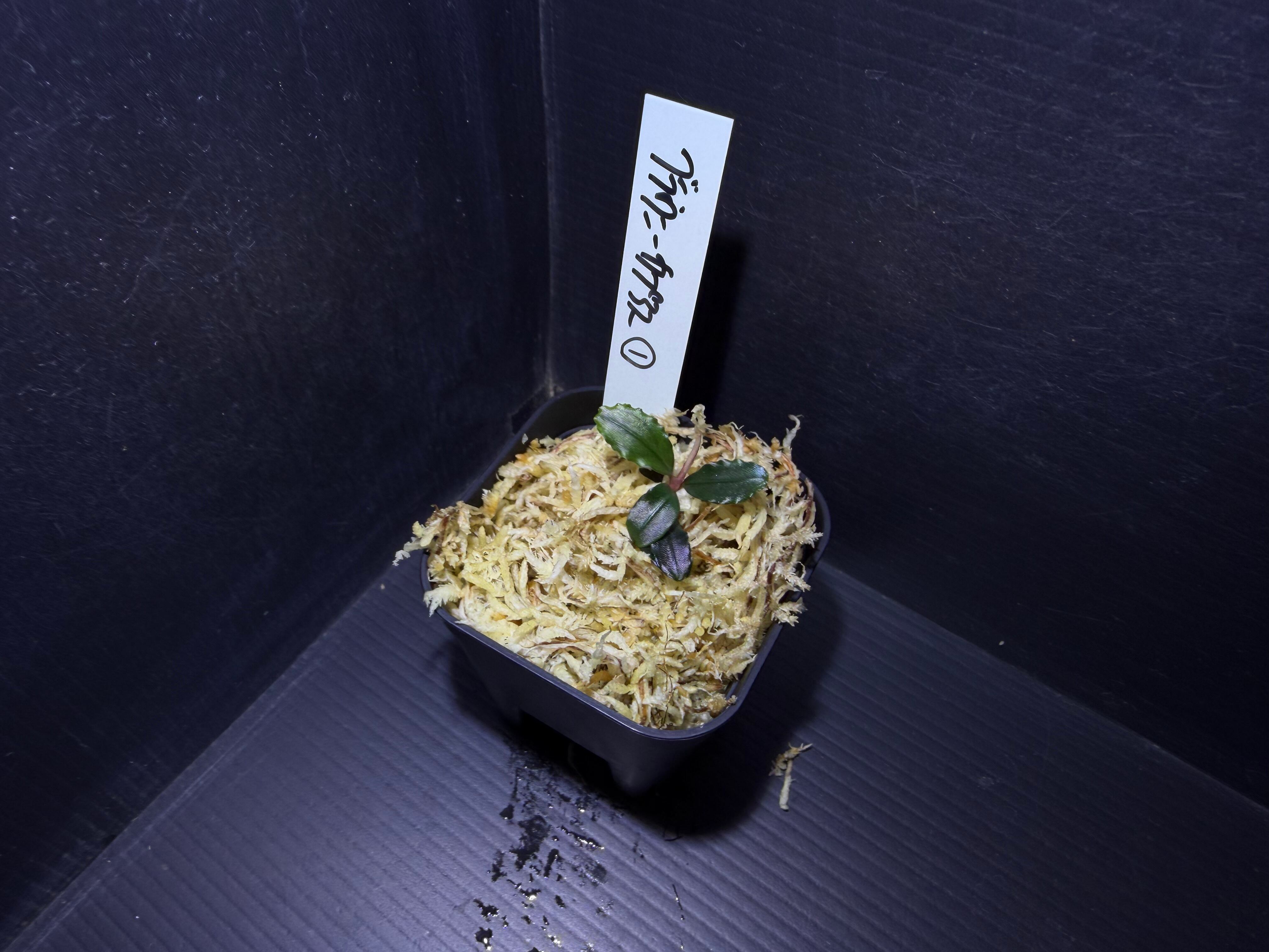 ブセファランドラ | AquaFocus