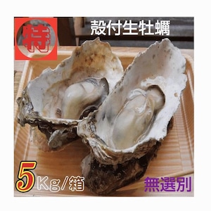 牡蠣 特別価格提供 生食用 宮城県女川雄勝産 殻付き生牡蠣 無選別 5kg /箱 産地直送 送料無料