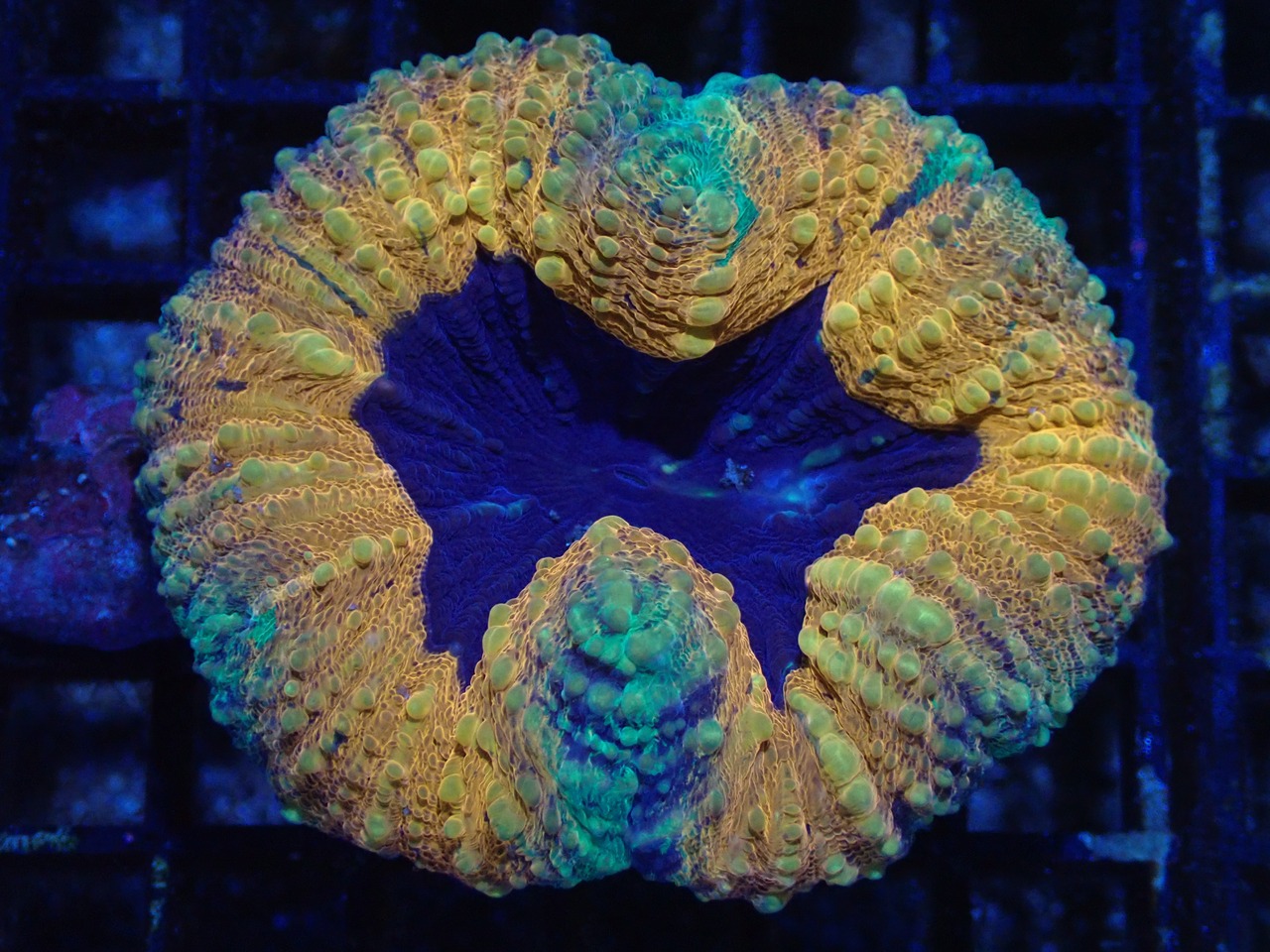 Lobophyllia From Australia 2