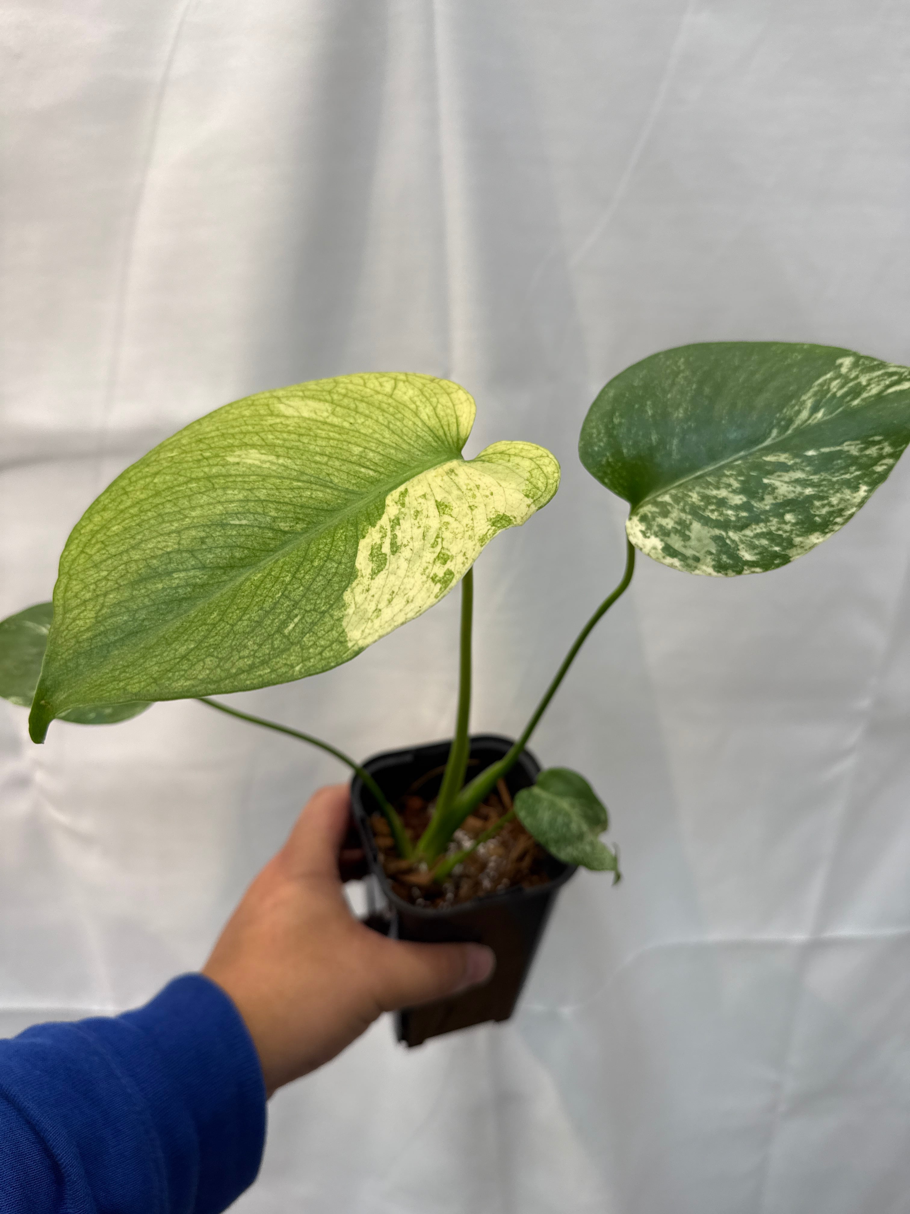 モンステラ デリシオーサ