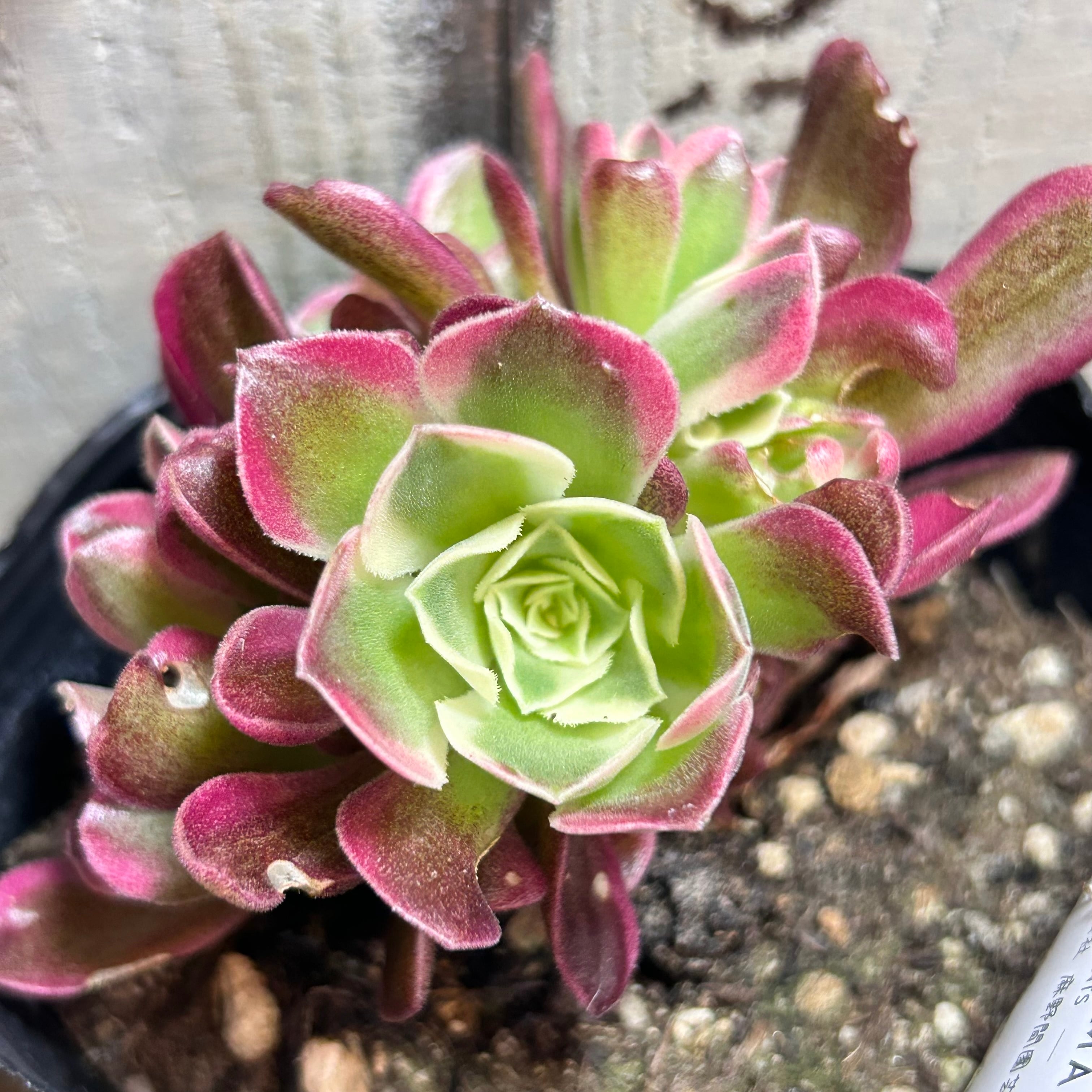 アエオニウム | RuPo 多肉植物専門店