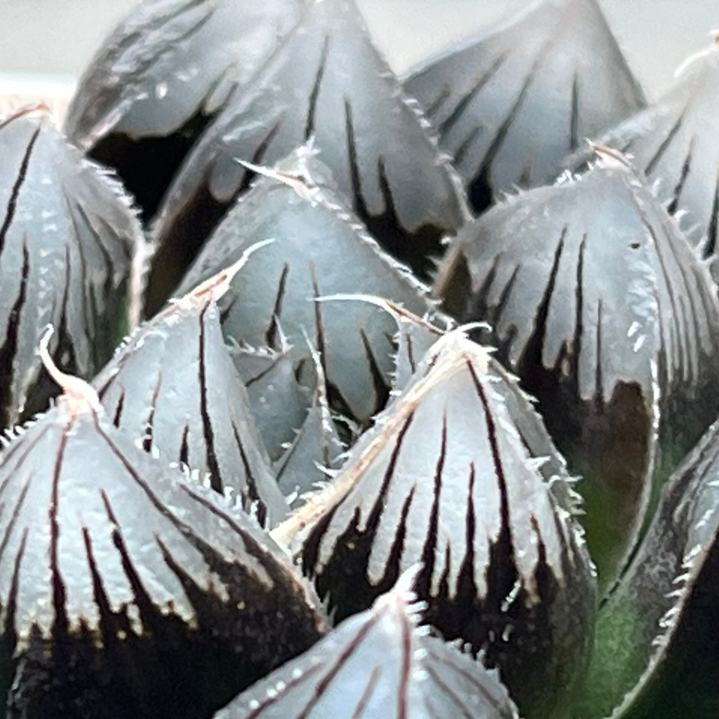ハオルチア 花水晶×雫絵巻 交配種 | mocono_plants