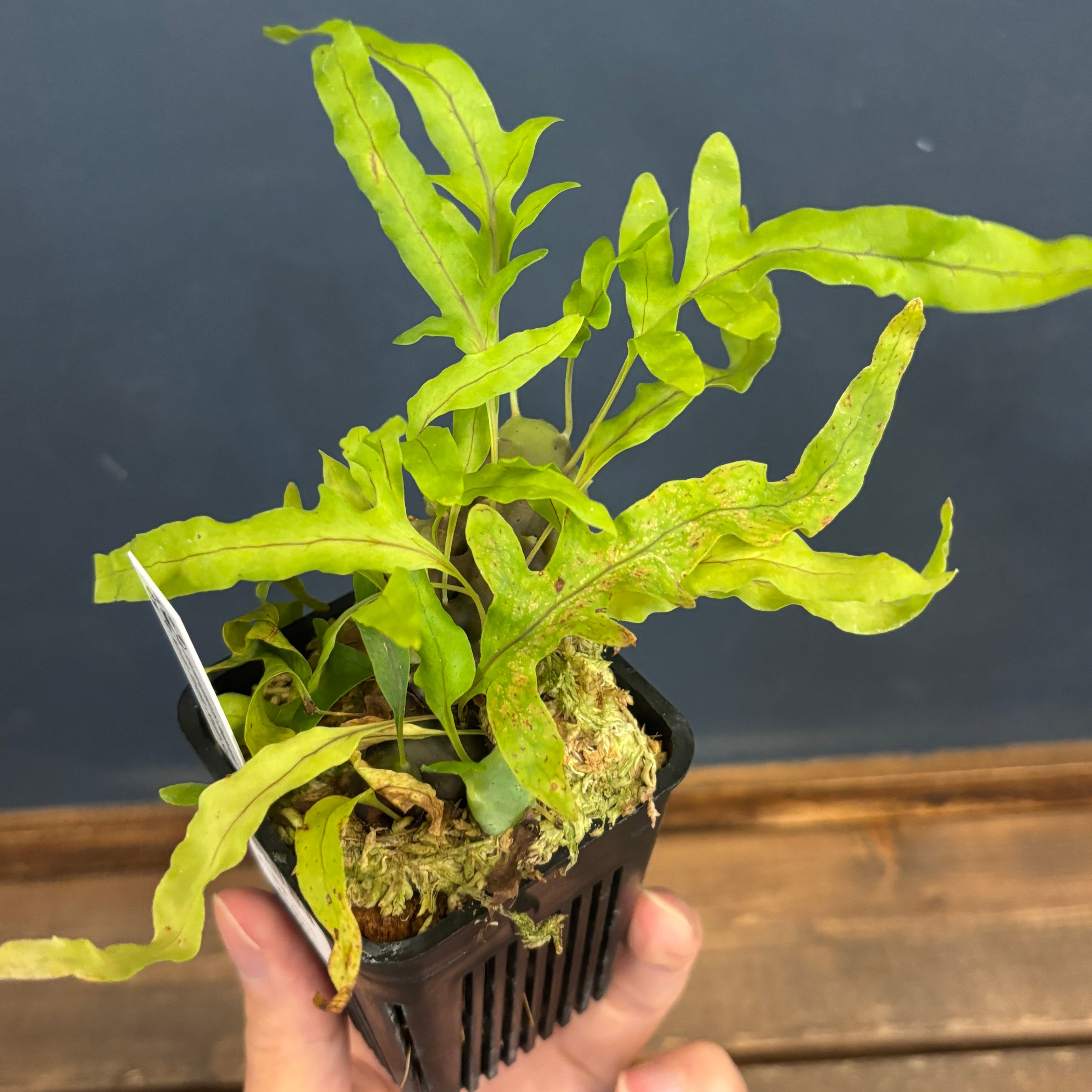 レカノプテリス バルゴイ Lecanopteris balgooyi #2 レカノプテリス balgooyi【577】 | PROTOLEAF プロトリーフ