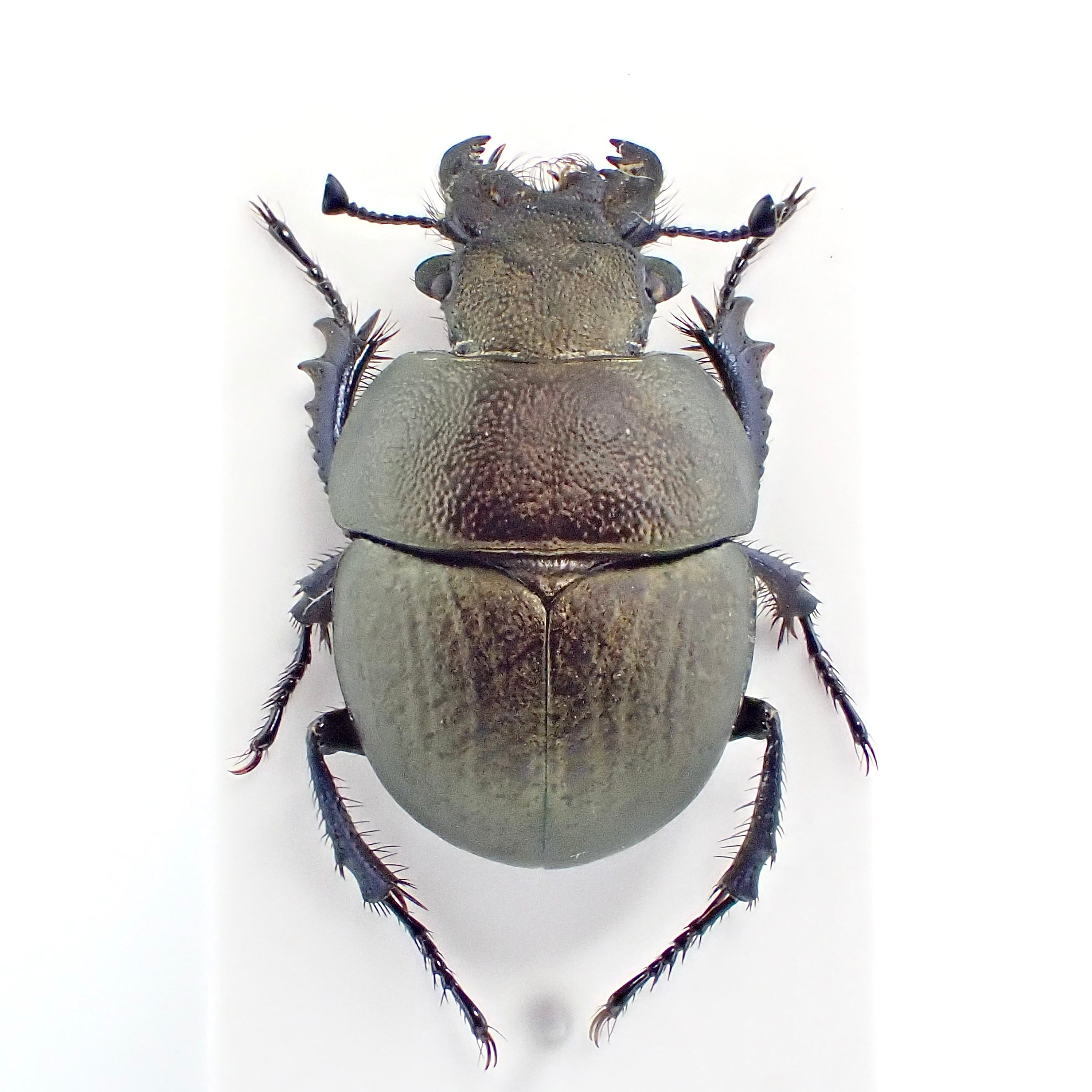 【大型】パルナシウス・アポロ（メス、カザフスタン産） カザフスタン産 Lethrus microbuccis ♂♀ 14mm/12mm | 昆虫標本