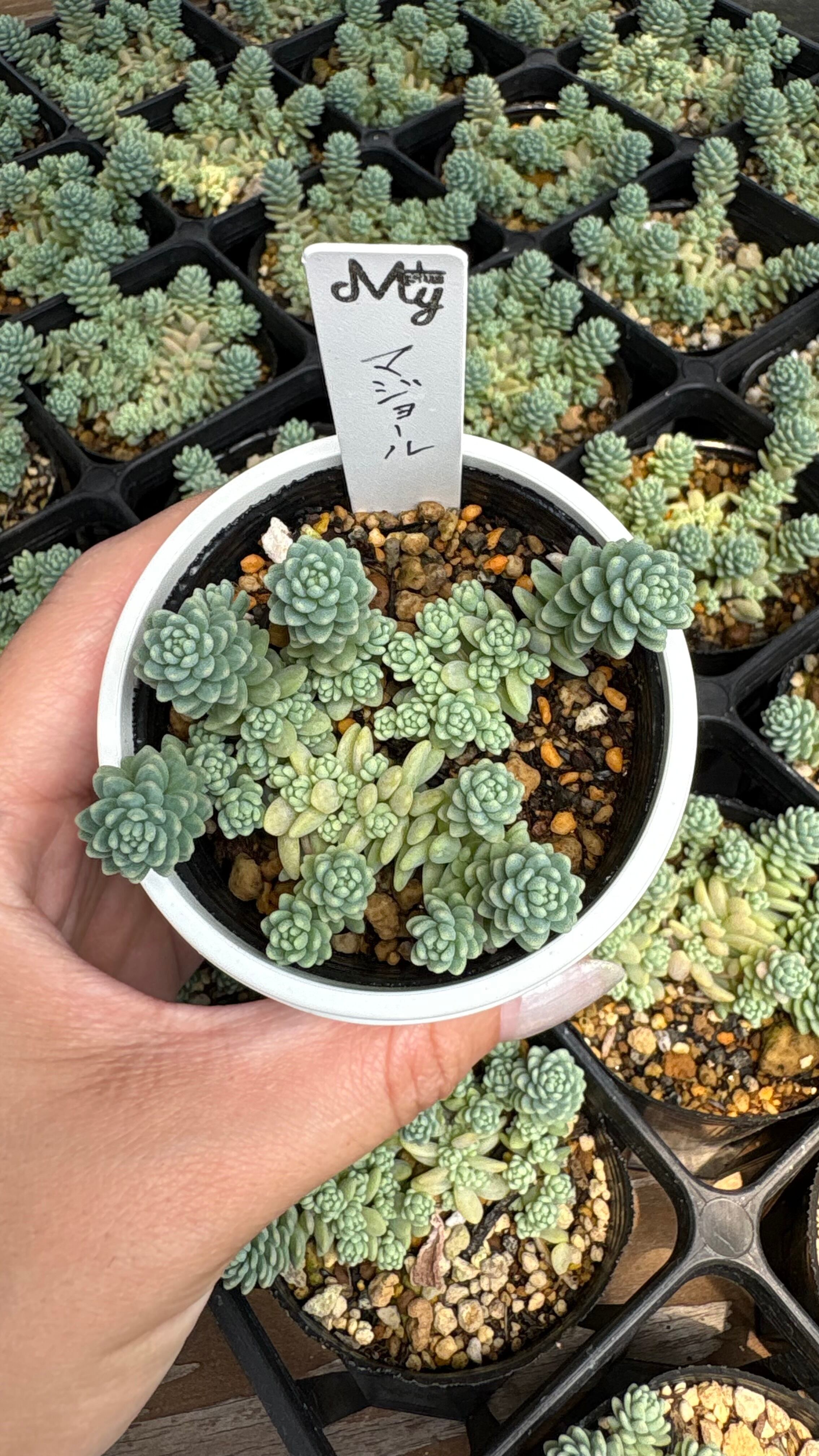 天狗の舞 多肉植物 クラッスラ 安心の生産ポットそのまま販売（8個