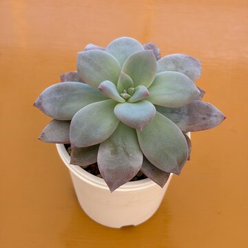 現物 多肉植物 ロンリースター 特大 抜き苗 | PAY ID