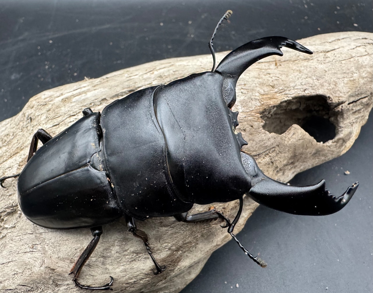 【WD】《スマトラオオヒラタ ベンクール産 94mm ペア》