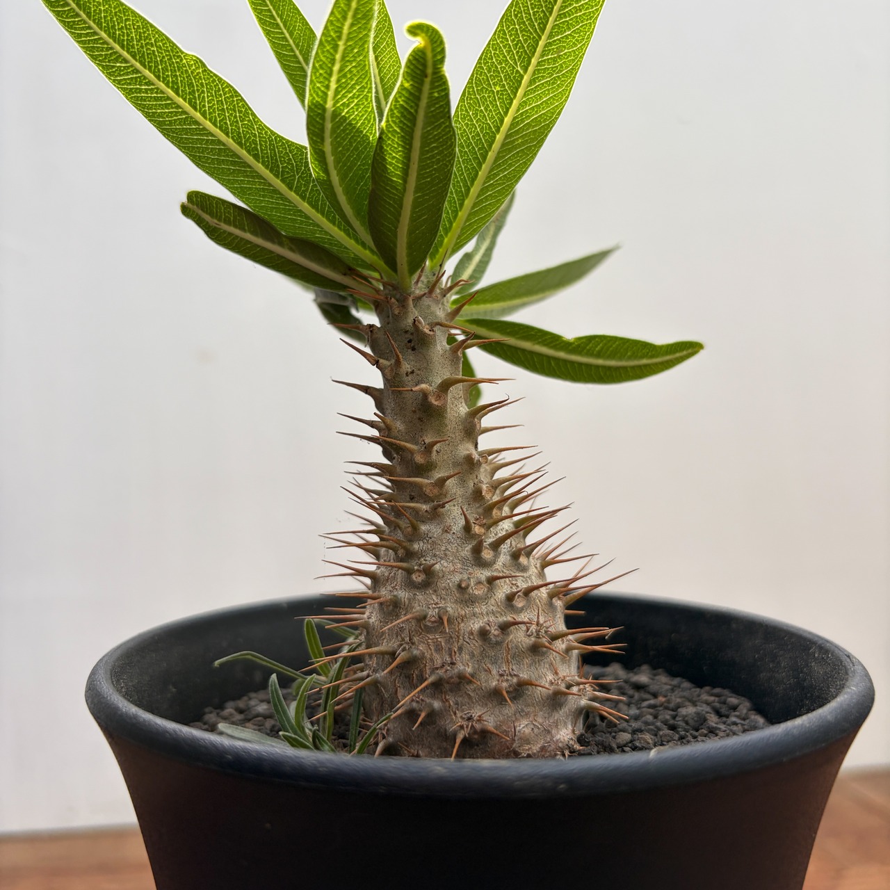 Pachypodium Gracilius【パキポディウム・グラキリス・実生】
