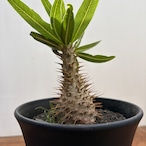 Pachypodium Gracilius【パキポディウム・グラキリス・実生】
