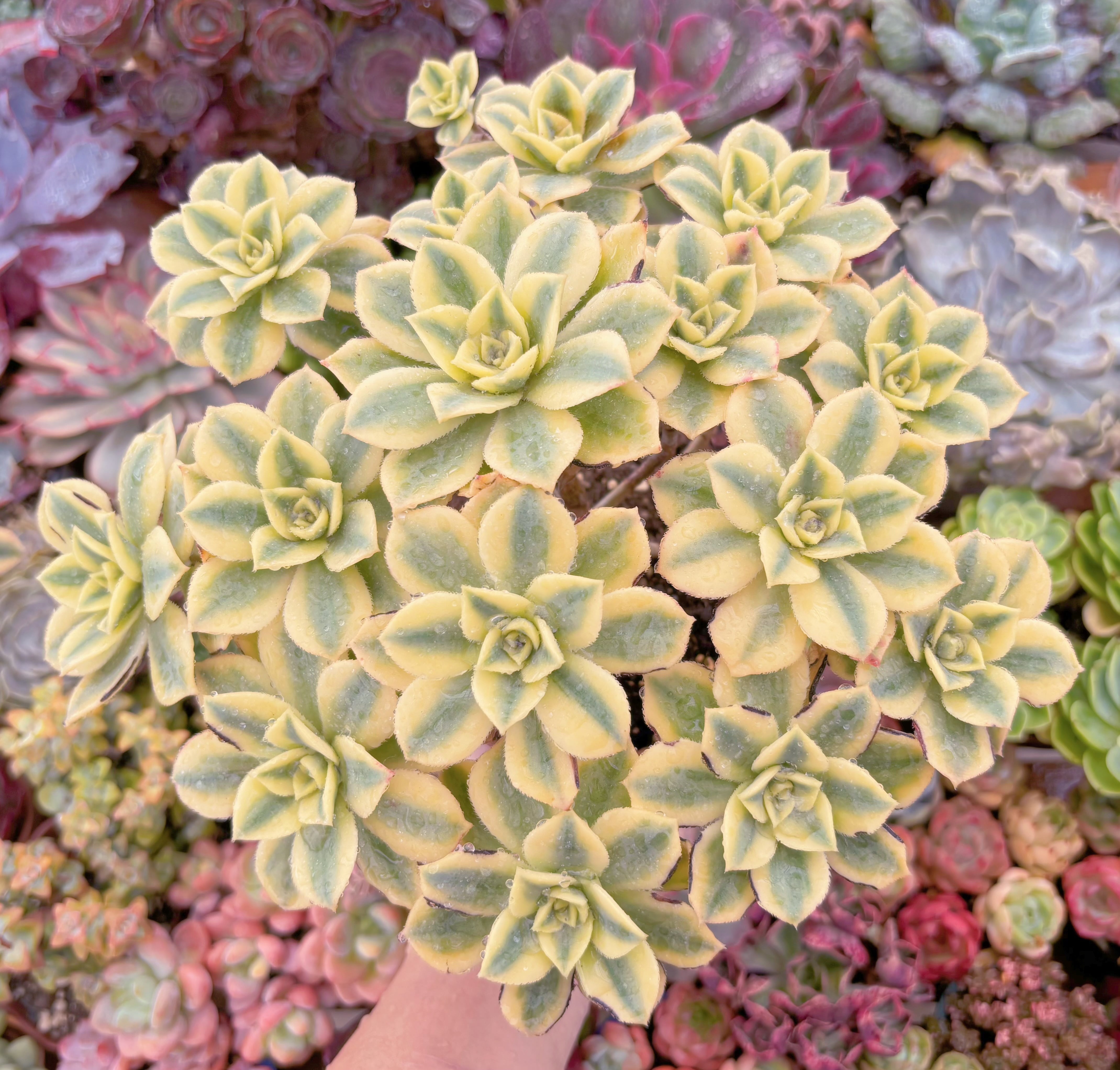 現品 サンバースト#343 特大群生 新入荷 るる農園 | るる農園~多肉植物専門