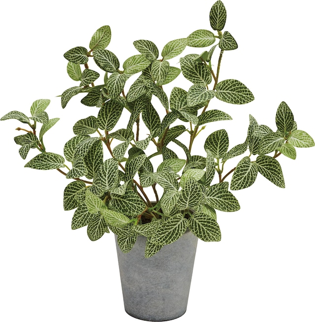 フィトニアポット　　GLA-1528GR　4961823747748　造花（アーティフィシャルフラワー） > 観葉植物