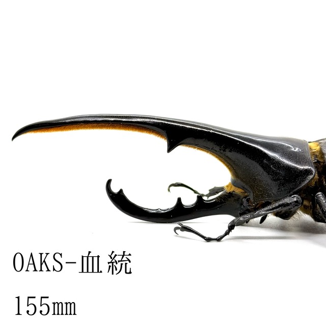 155㎜  / 成虫 / オス / ヘラクレスオオカブト