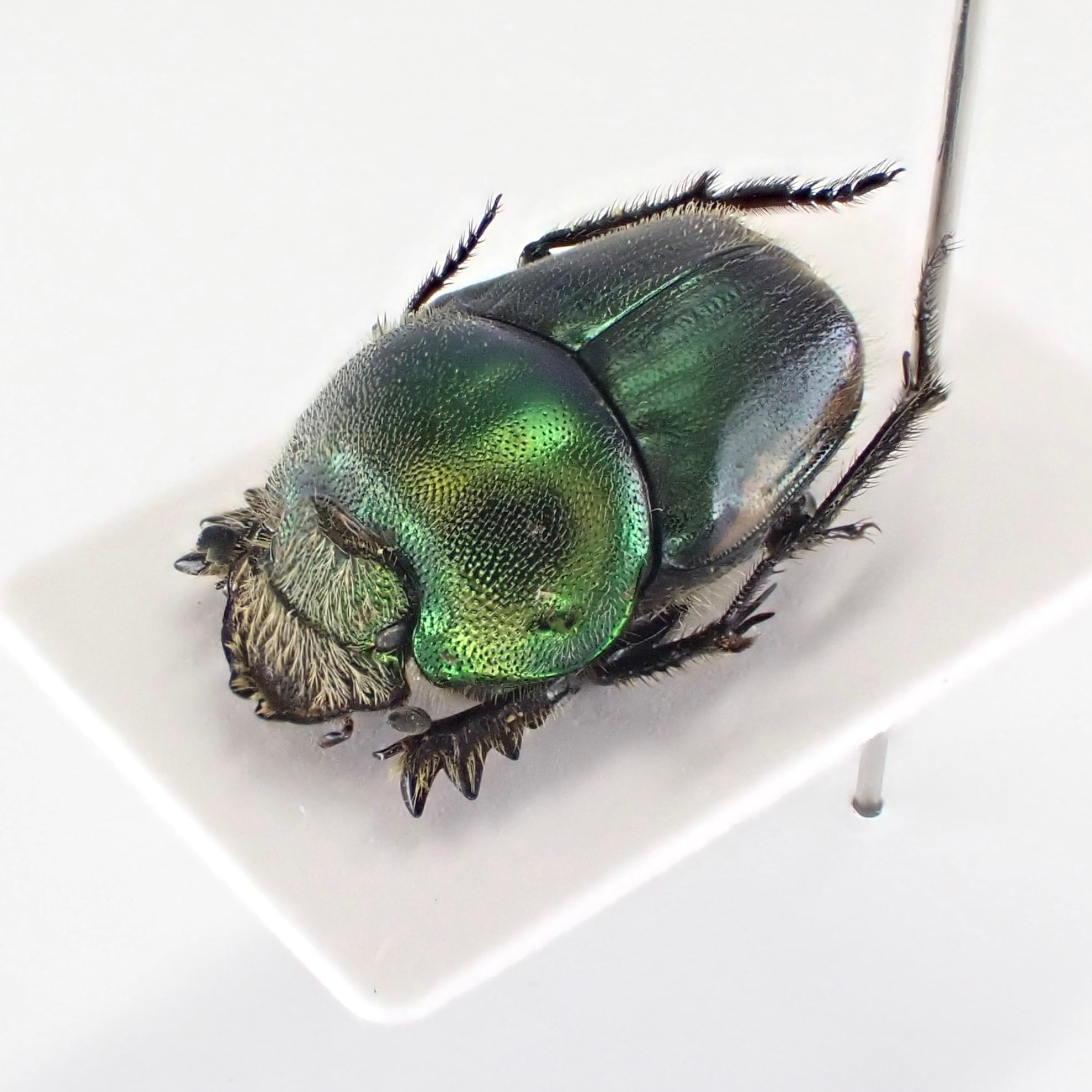 アフリカのエンマコガネ3 .Proagoderus tricornifrons-