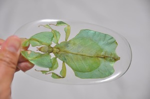 コノハムシ ♀（メス）Phyllium pulchrifolium キーホルダー インドネシア製 昆虫標本