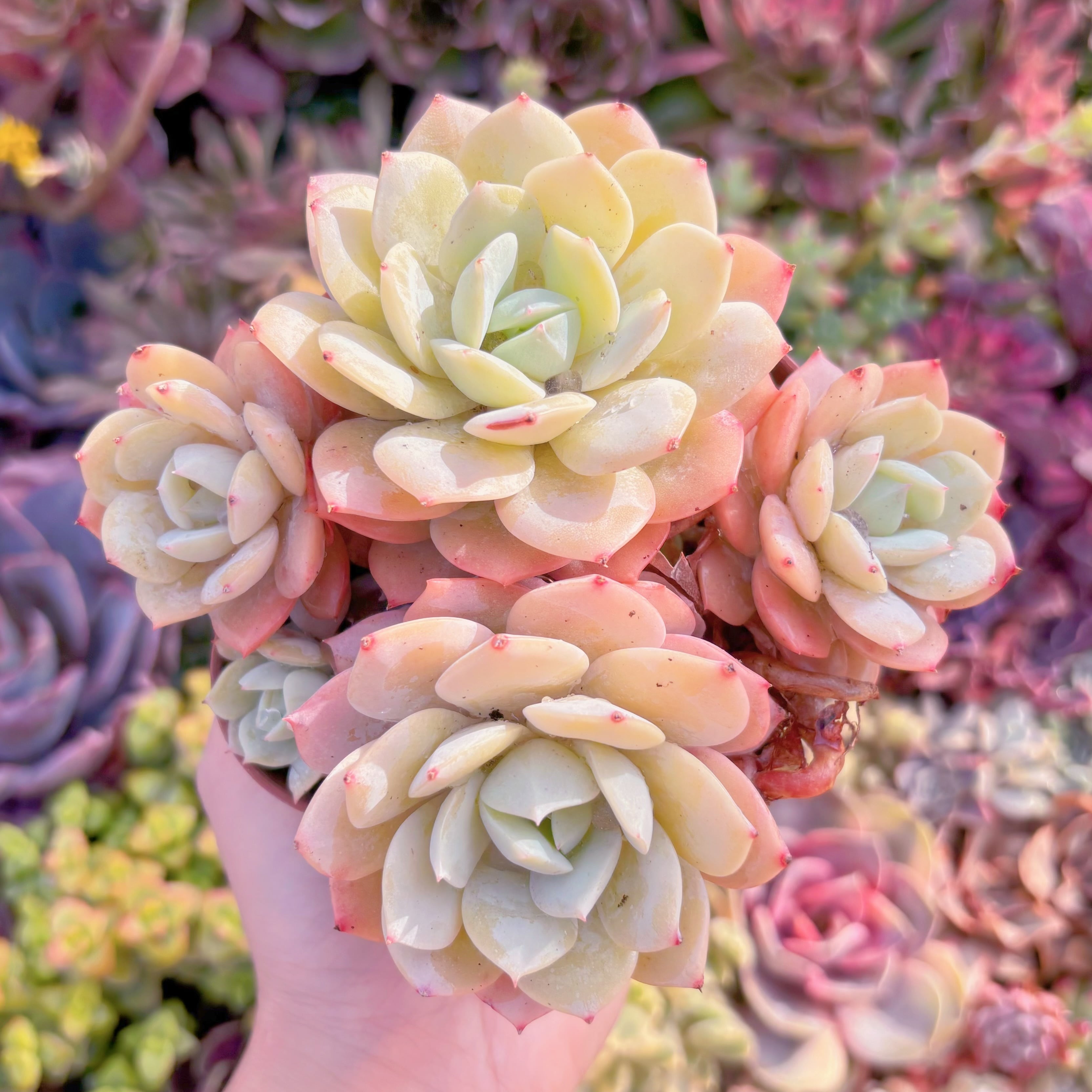 現品　冷香#M294　大群生　るる農園