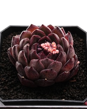 カット苗 玄霜 【日本初上陸？！】 Echeveria 'Xuanshuang'
