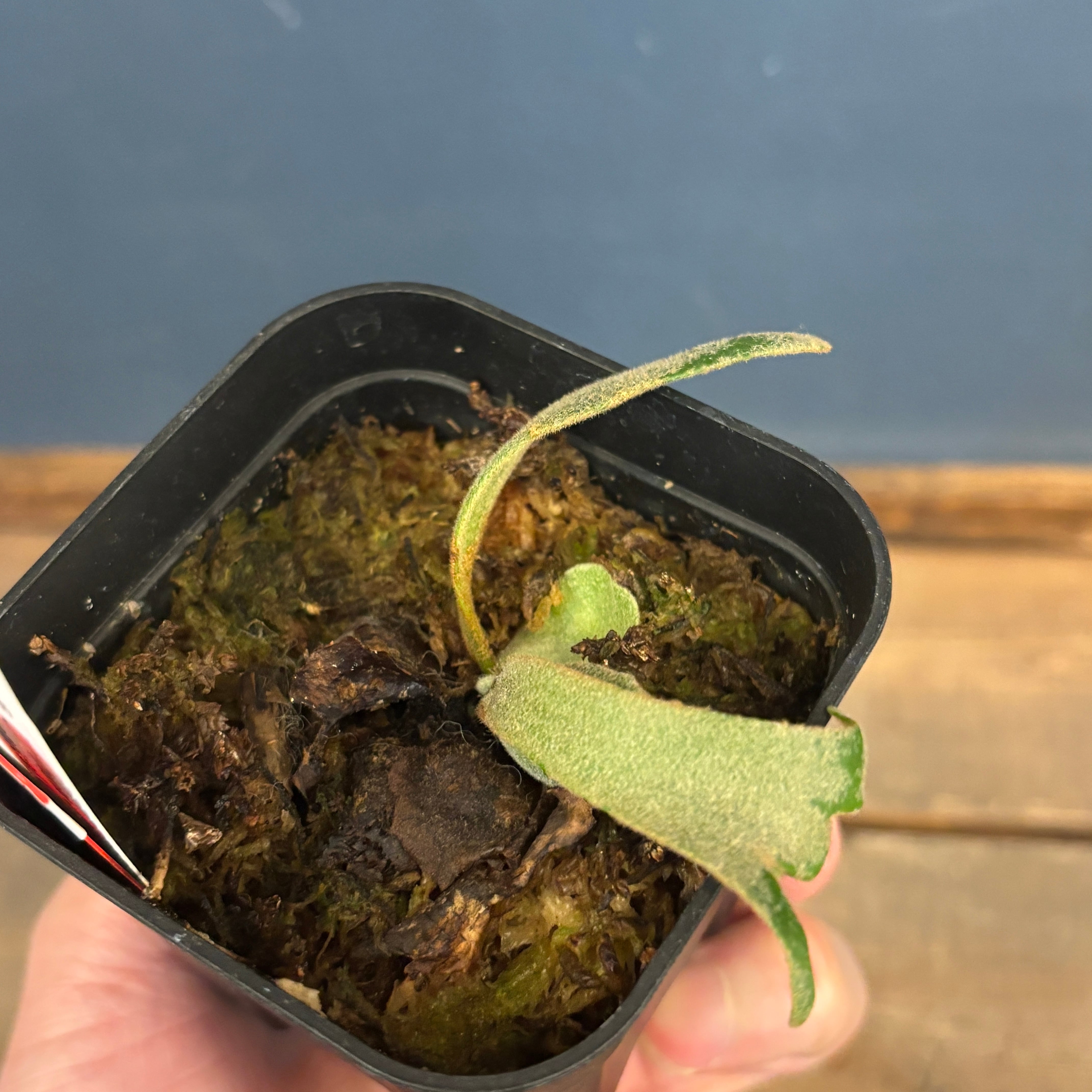 クリアランス】ビカクシダ ジェイドガール P. willinckii 'Jade Girl