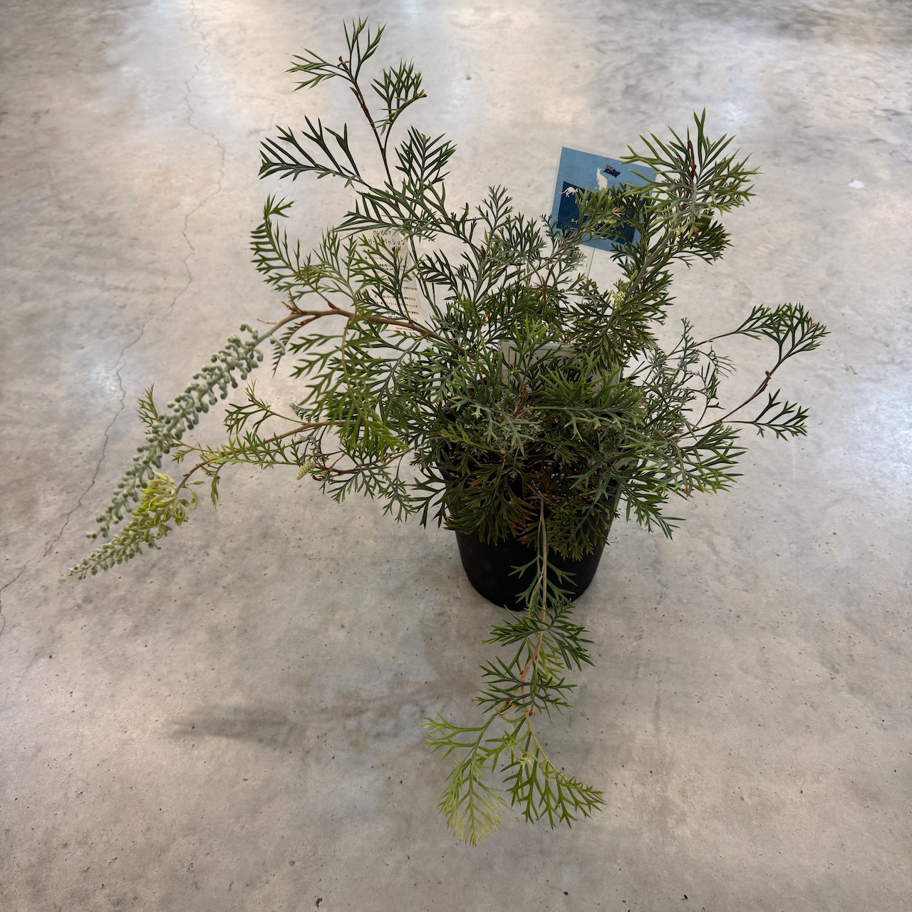 グレビレア クリームパッション【731】